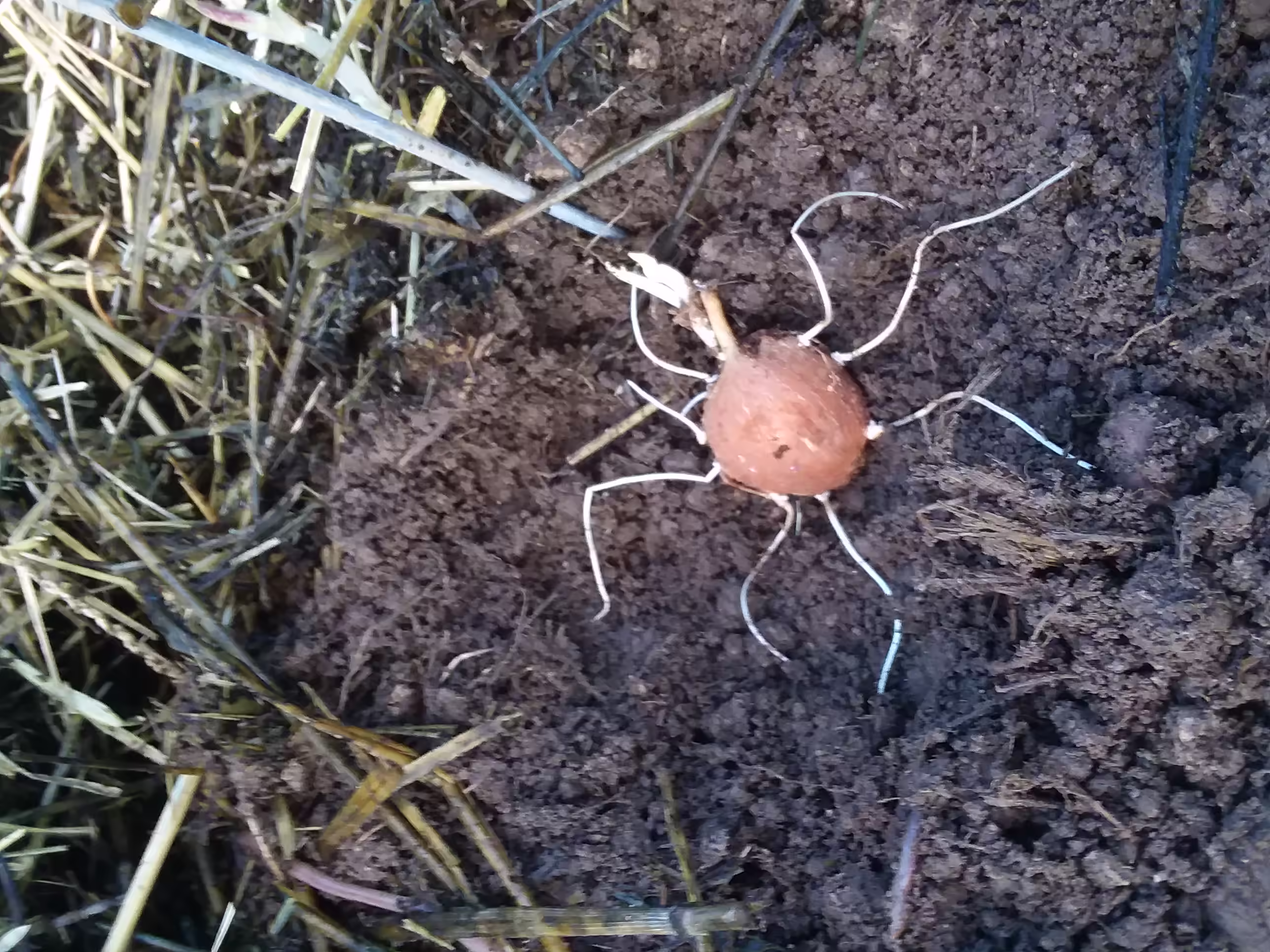 apios-root-and-seed-0