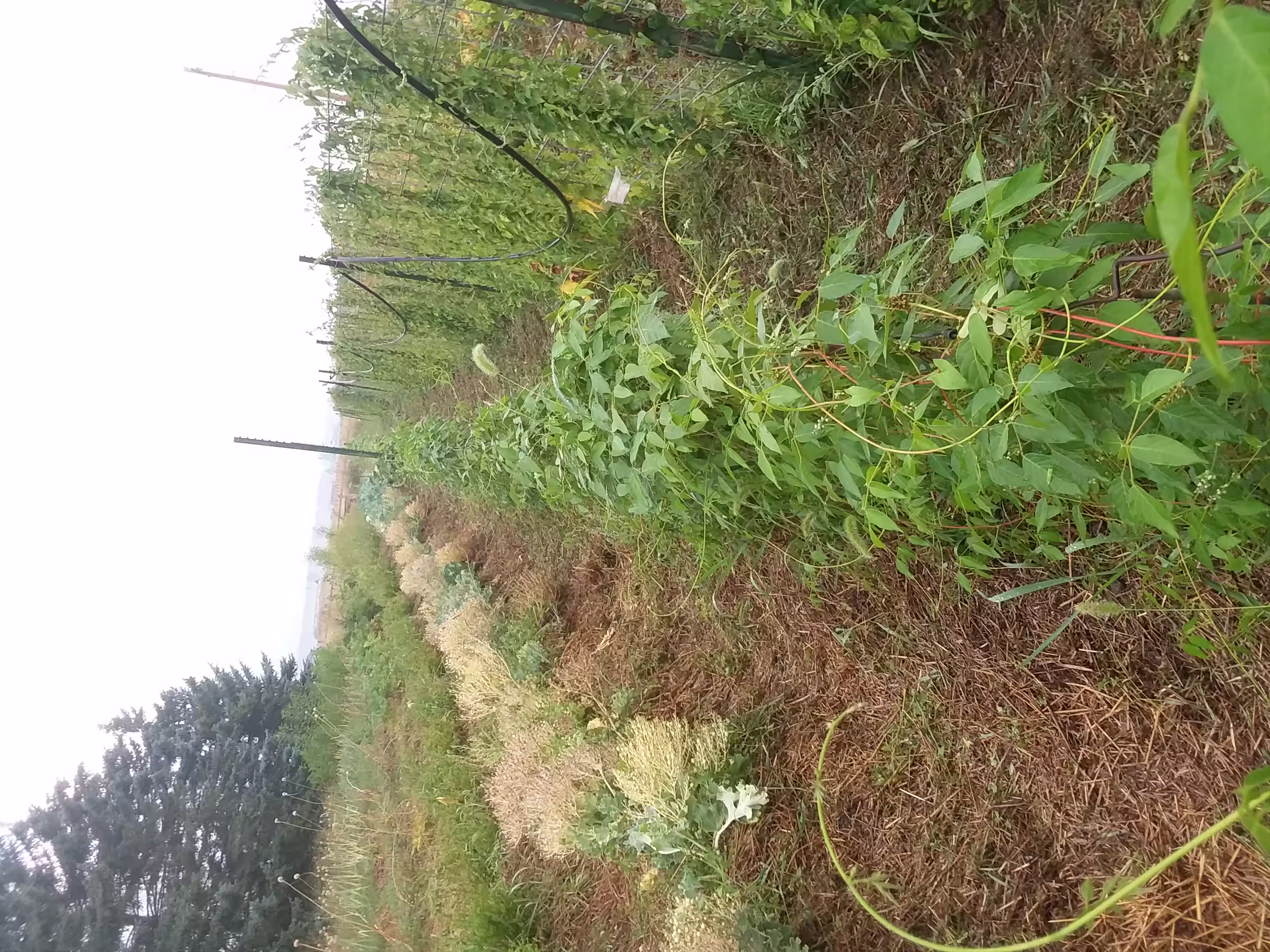 apios-root-and-seed-1