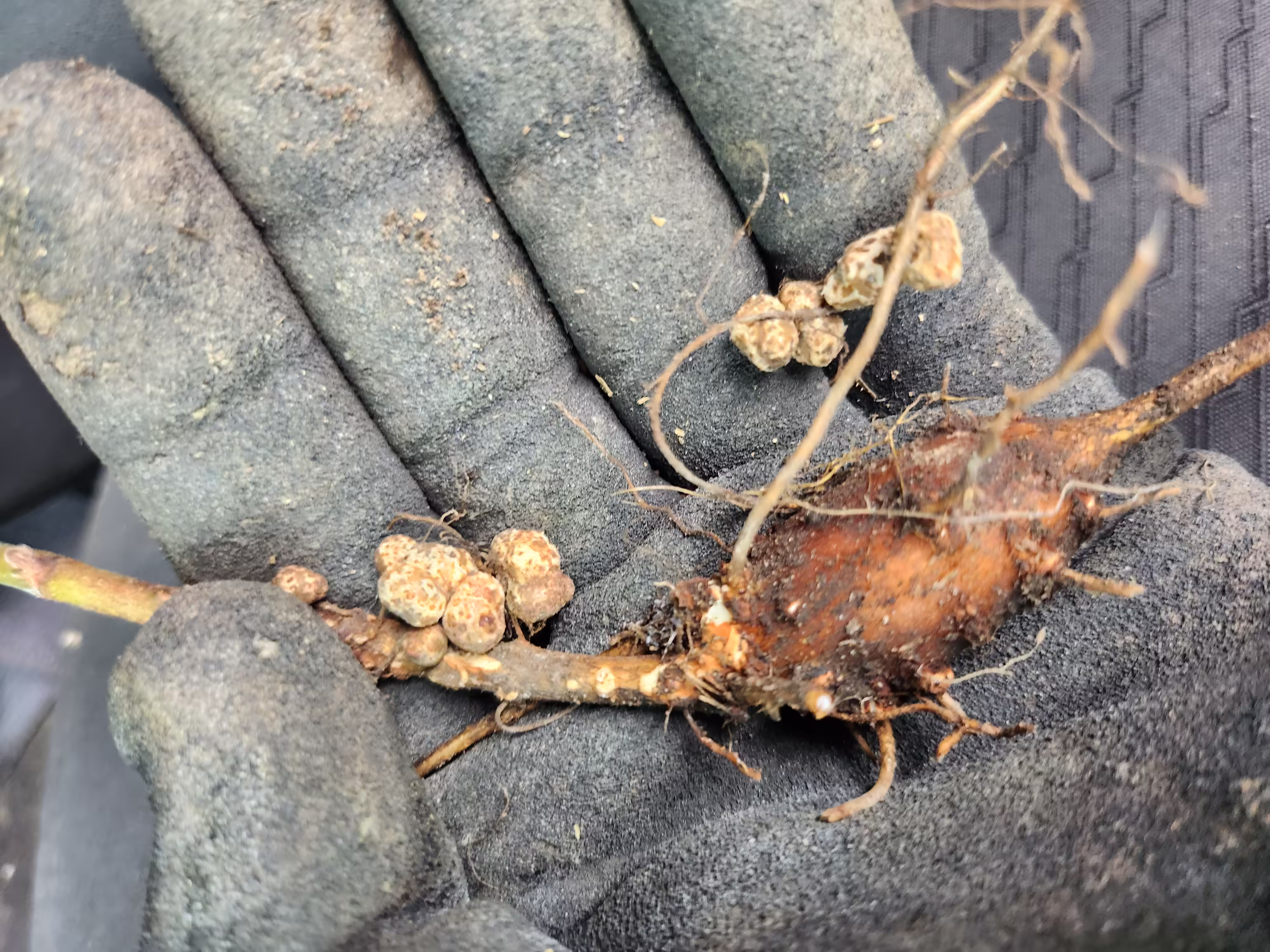 apios-root-and-seed-2