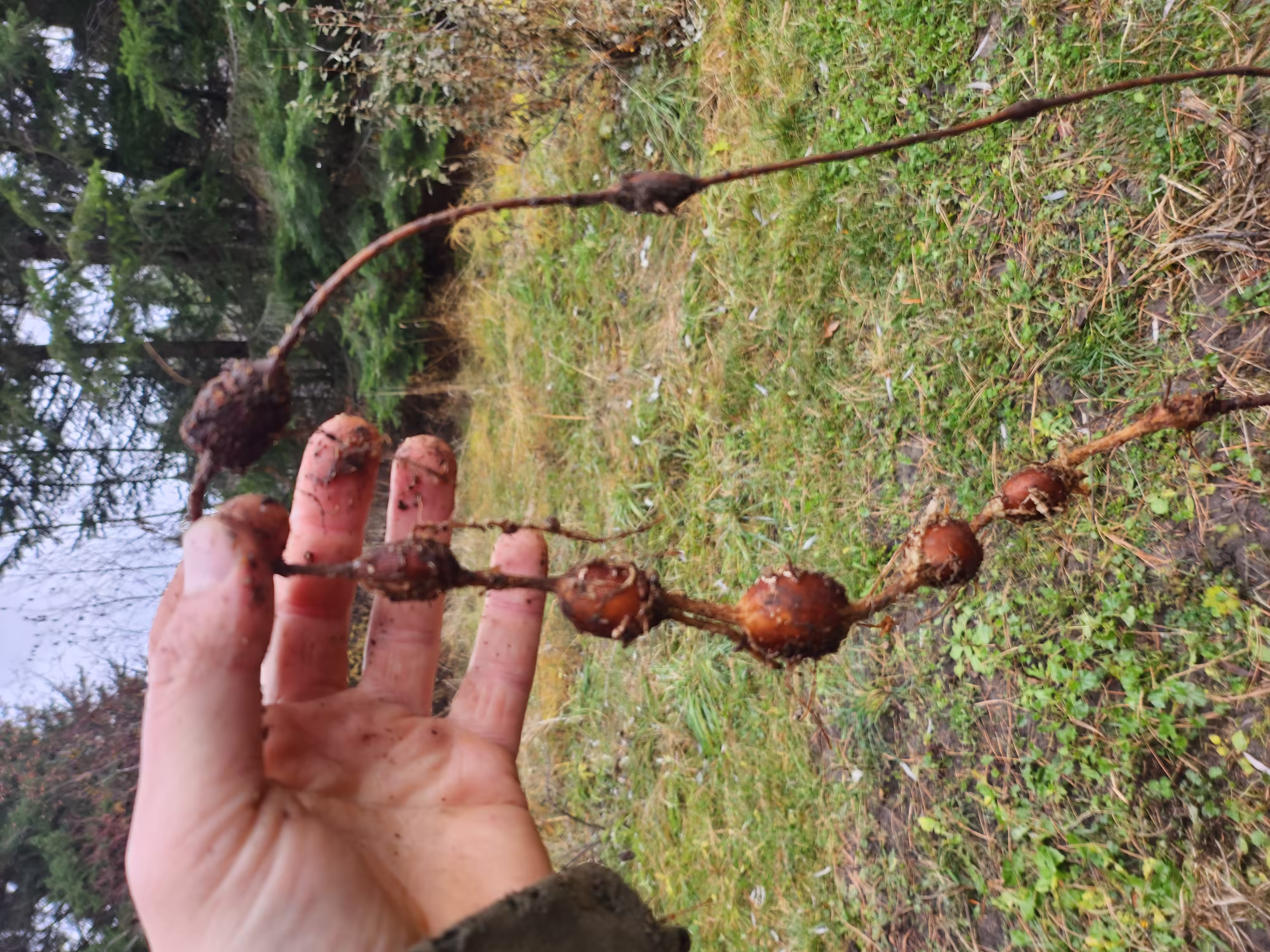 apios-root-and-seed-3