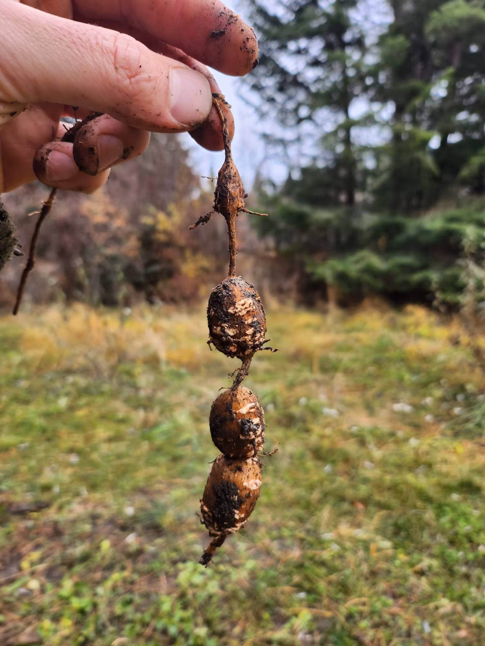 apios-root-and-seed-4