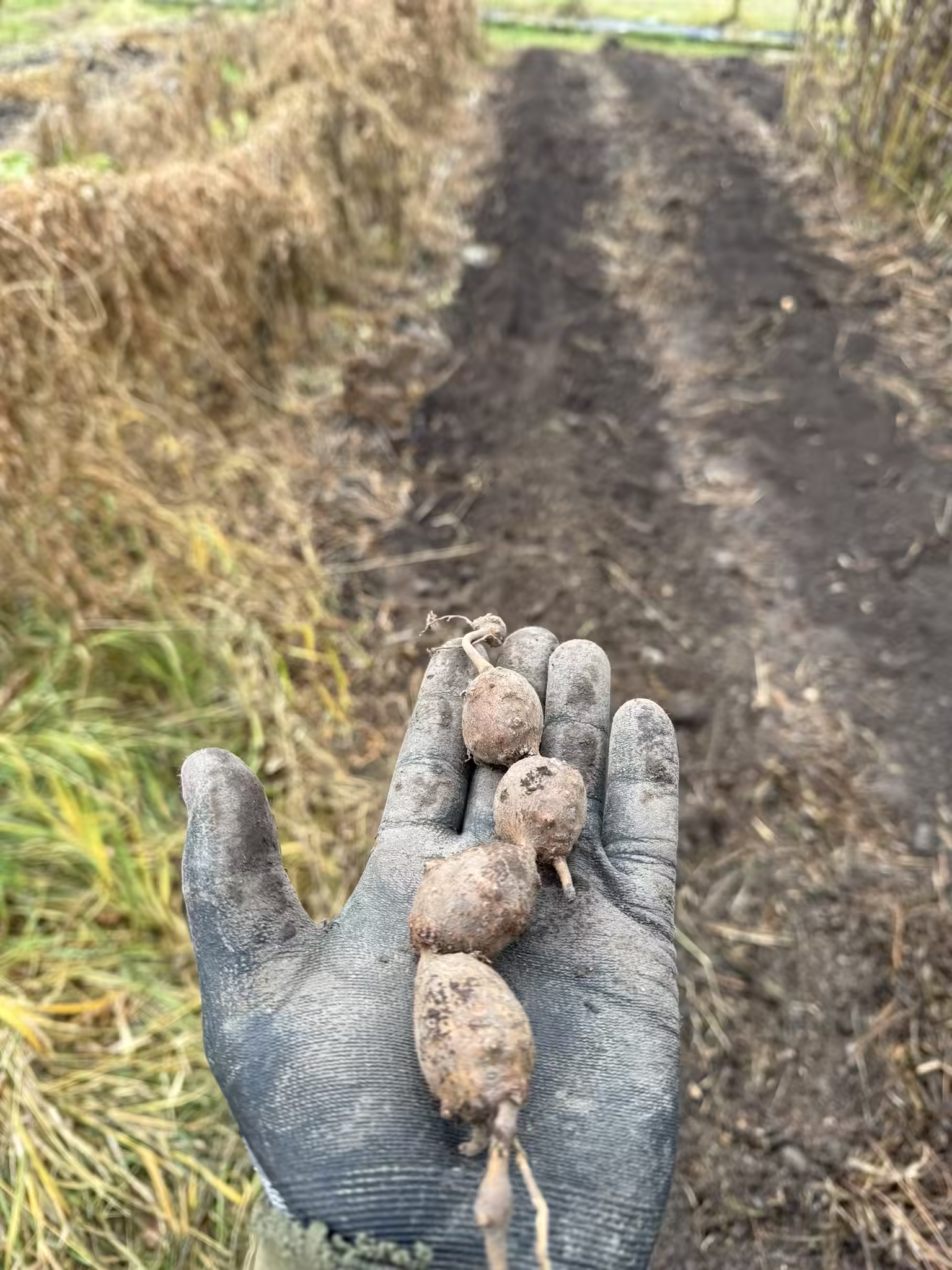 apios-root-and-seed-6