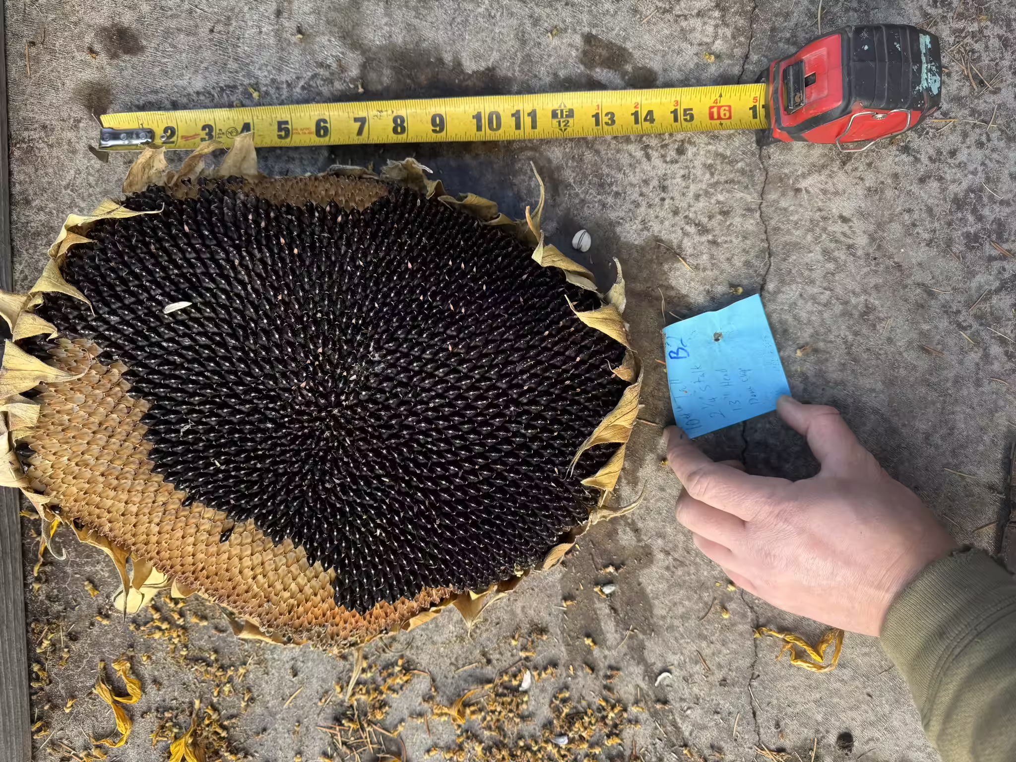 black-hole-sunflower-root-and-seed-0