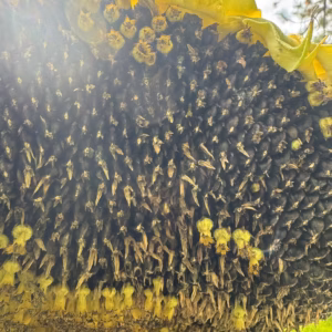 Black Hole Sunflower