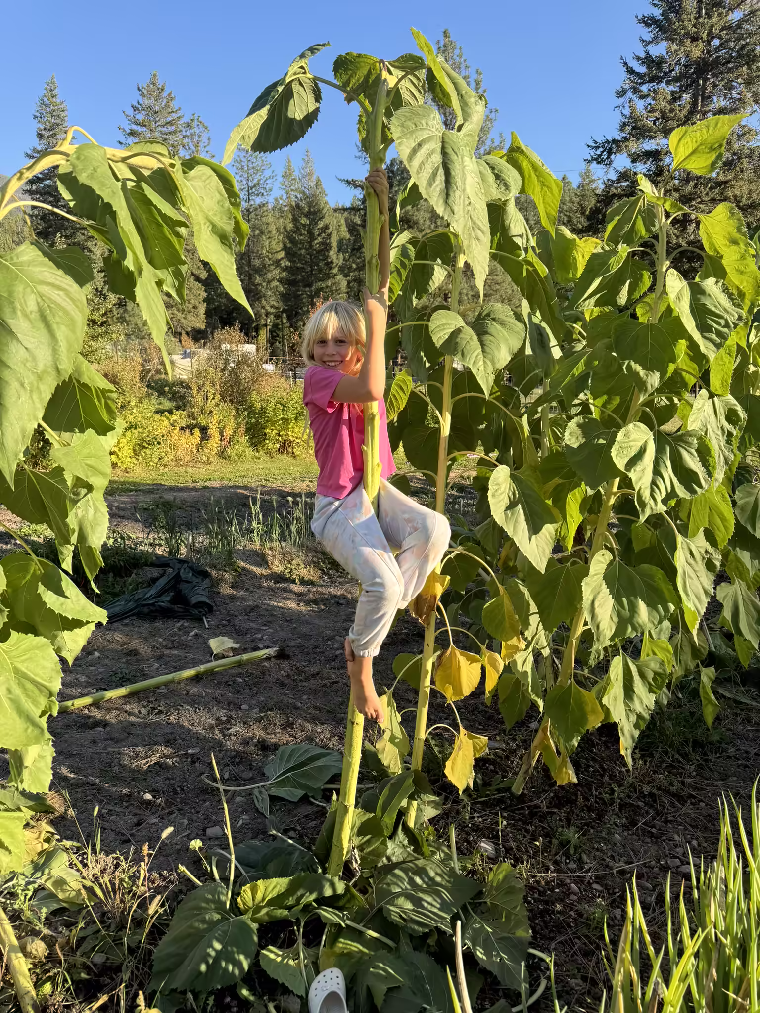black-hole-sunflower-root-and-seed-5