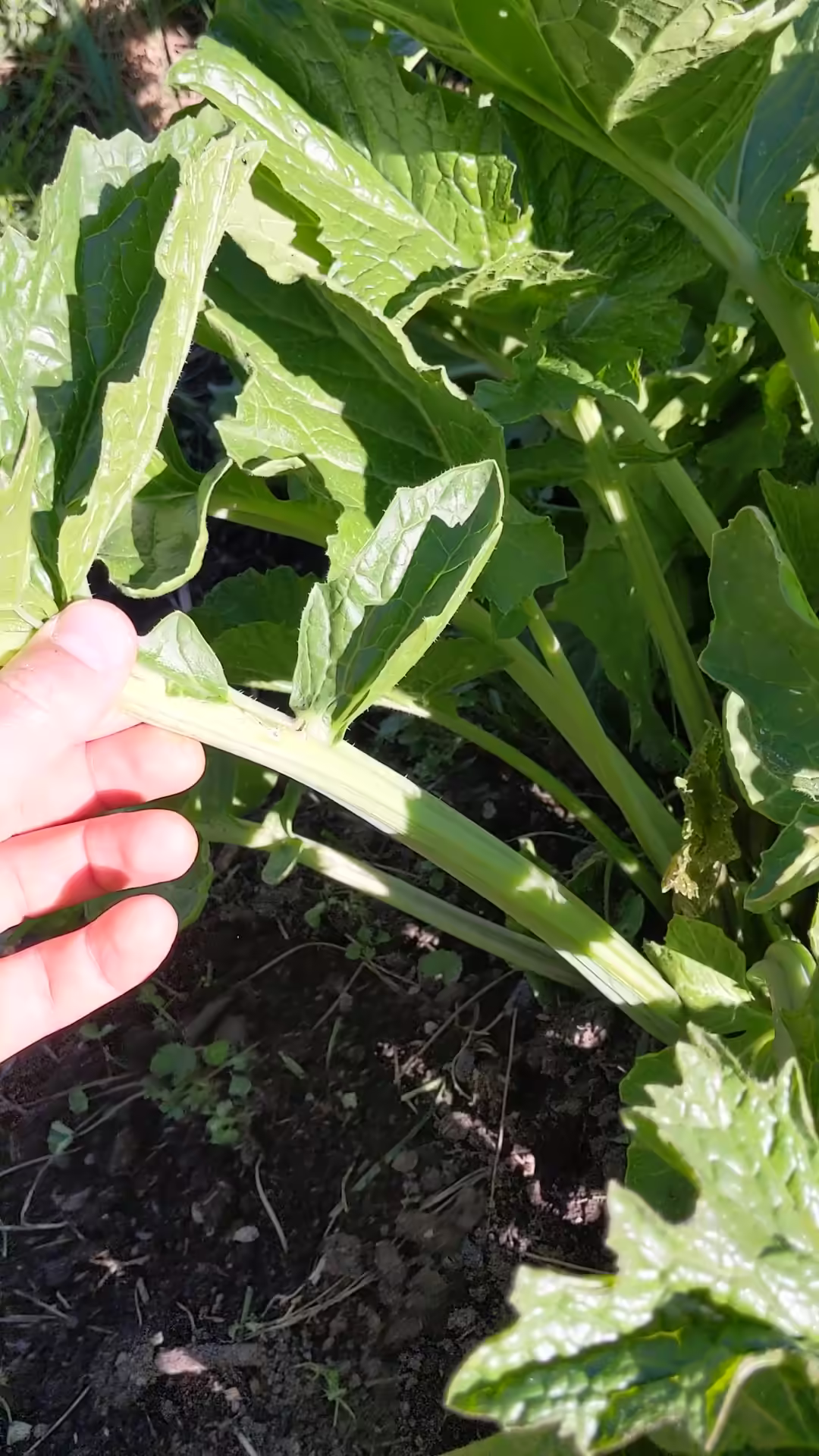 colewort-root-and-seed-0