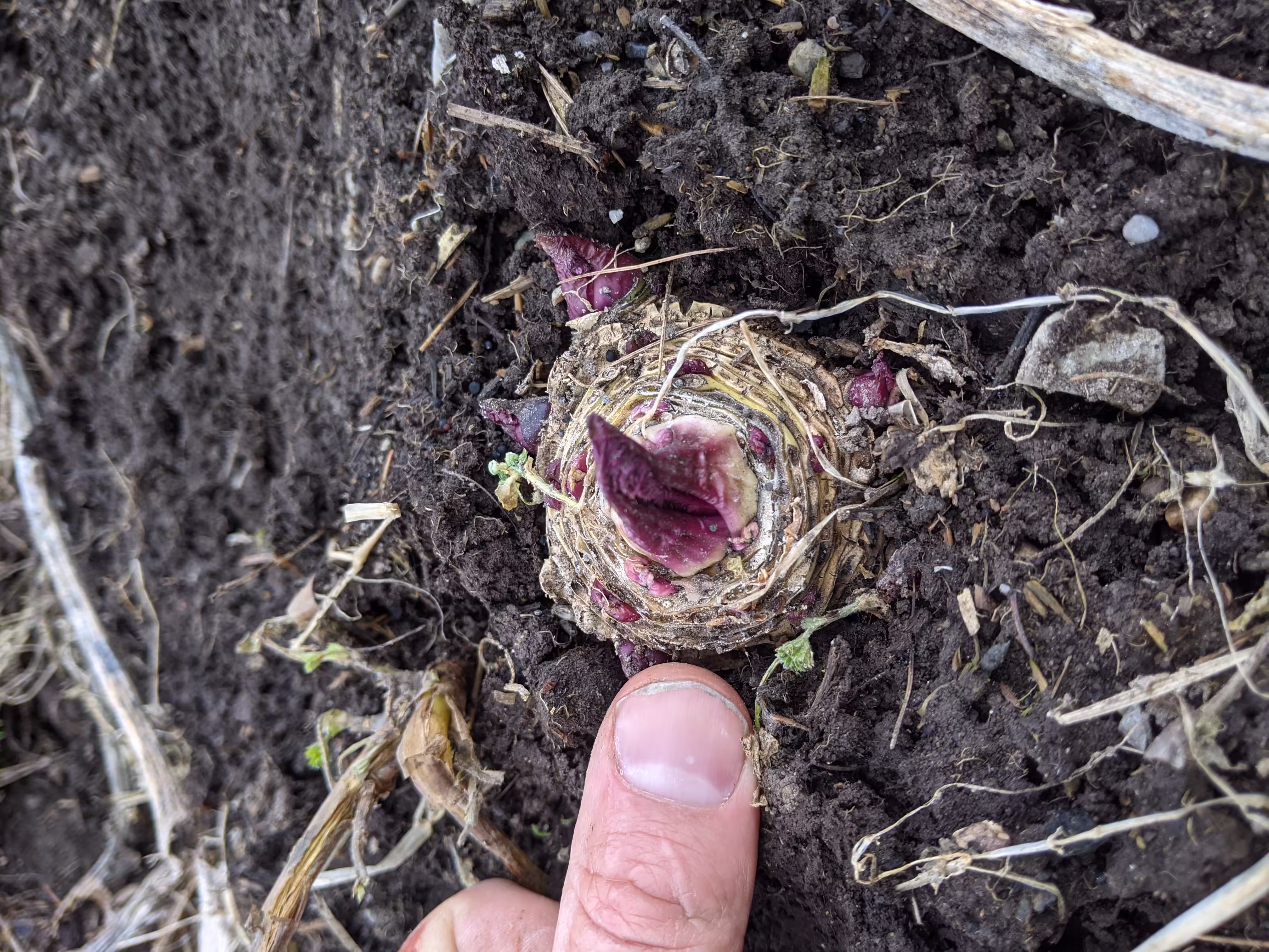 colewort-root-and-seed-2