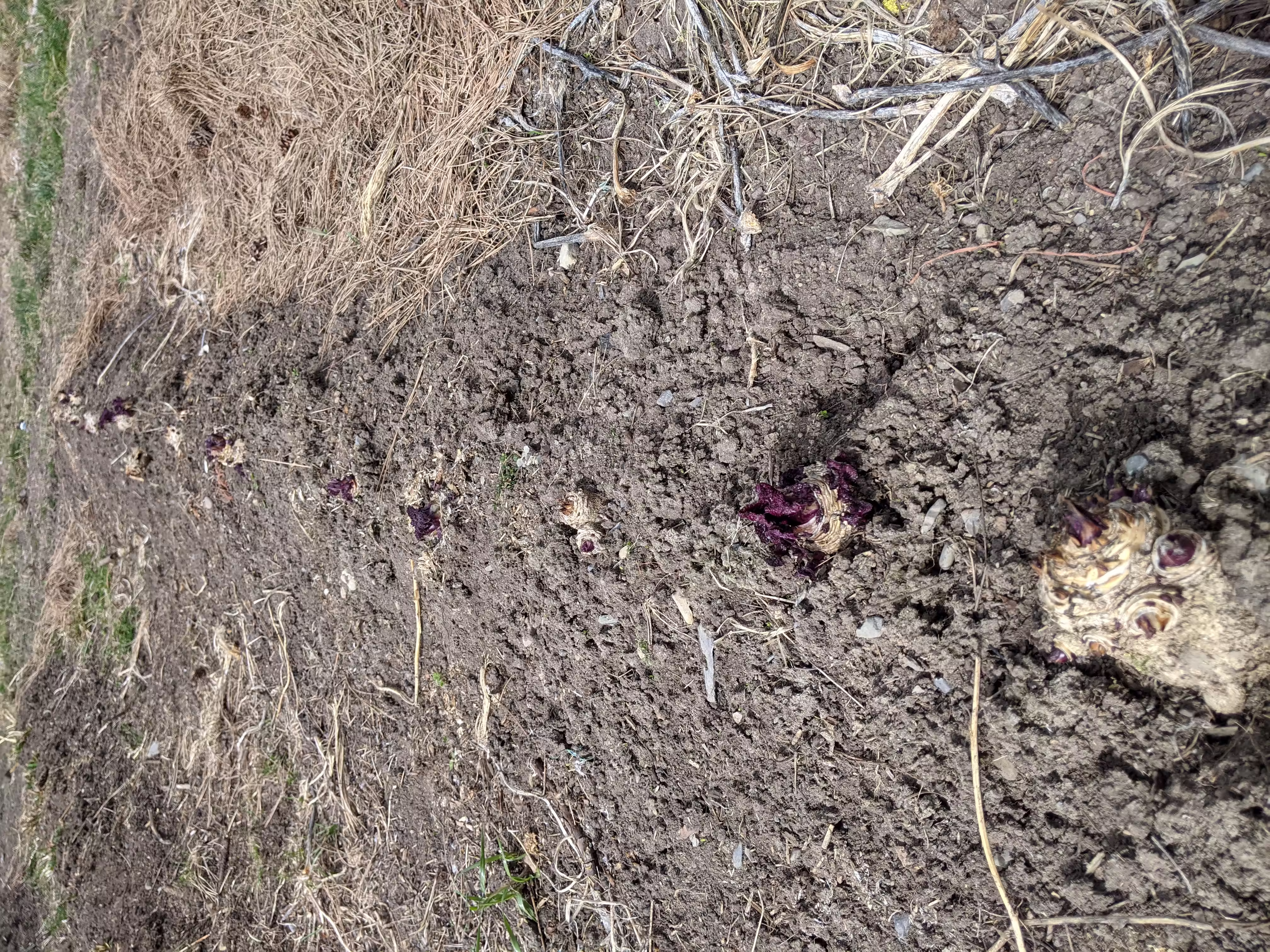 colewort-root-and-seed-3