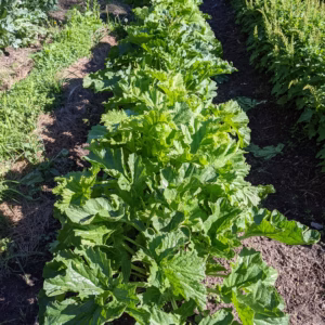 Colewort