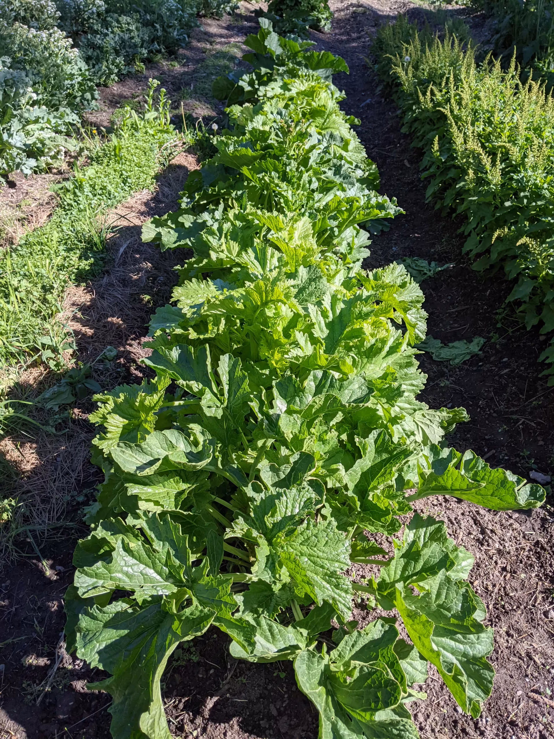 colewort-root-and-seed-4