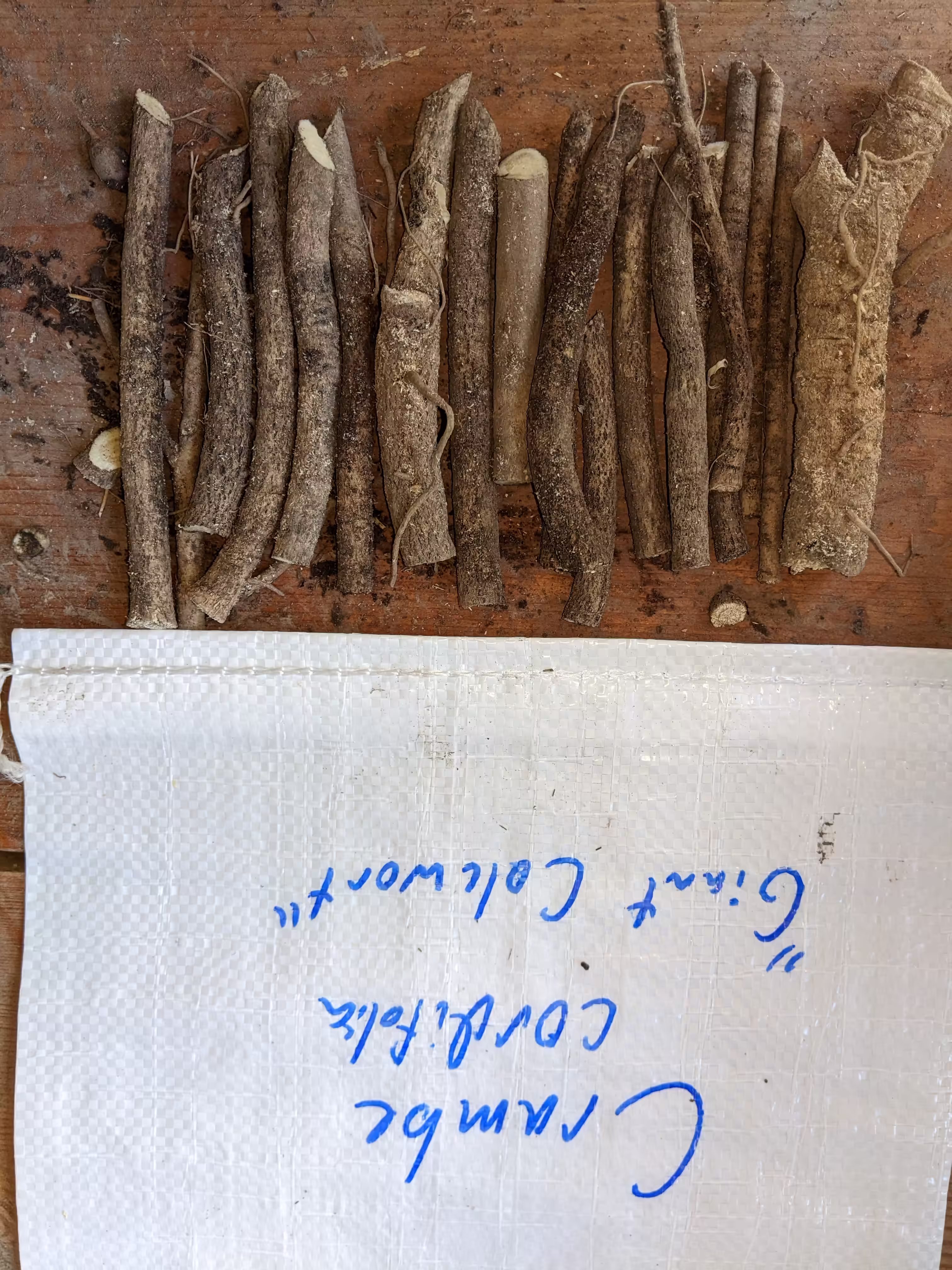 colewort-root-and-seed-5