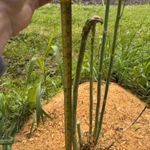 Donjon Asparagus
