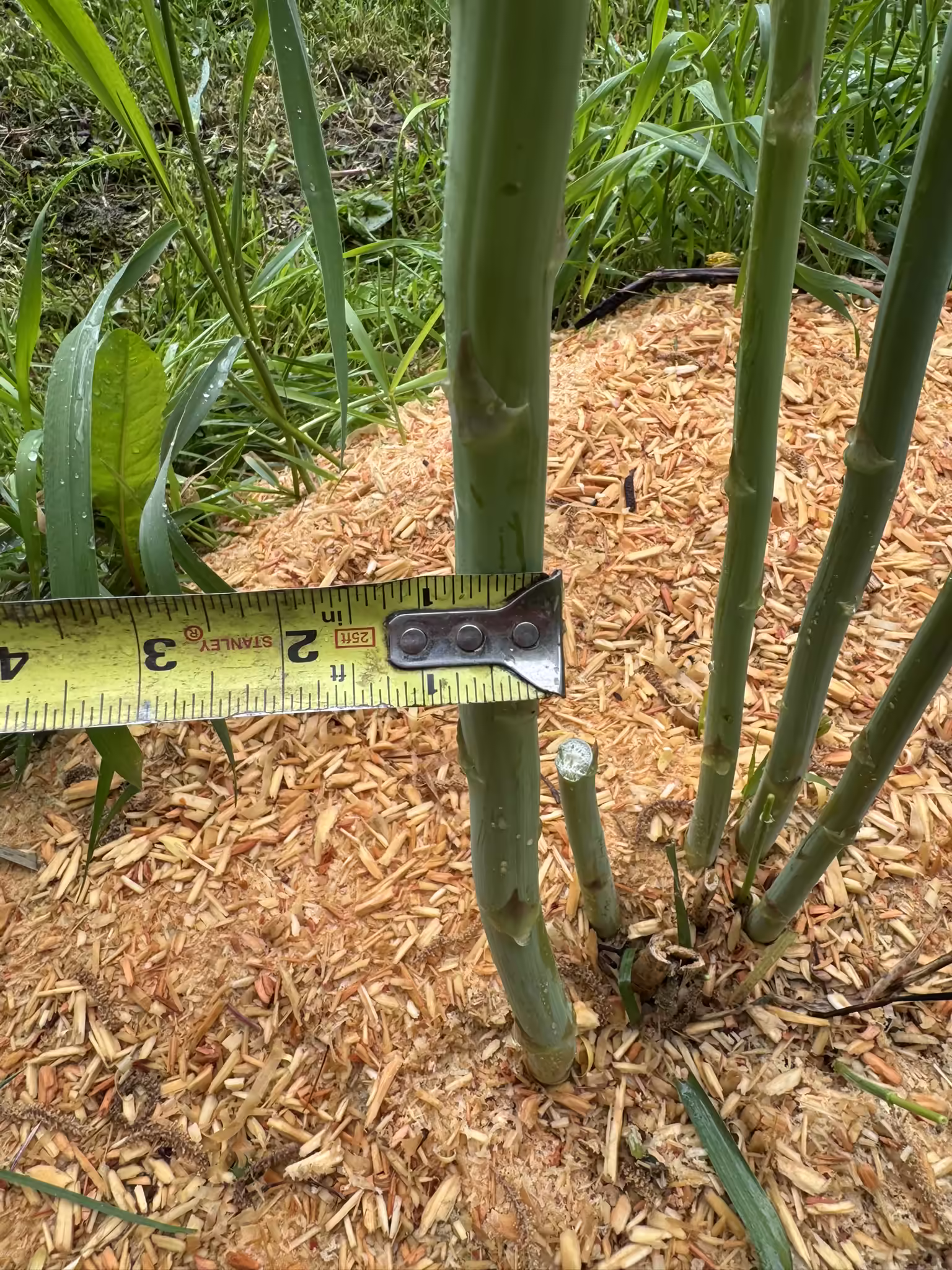 donjon-asparagas-root-and-seed-1