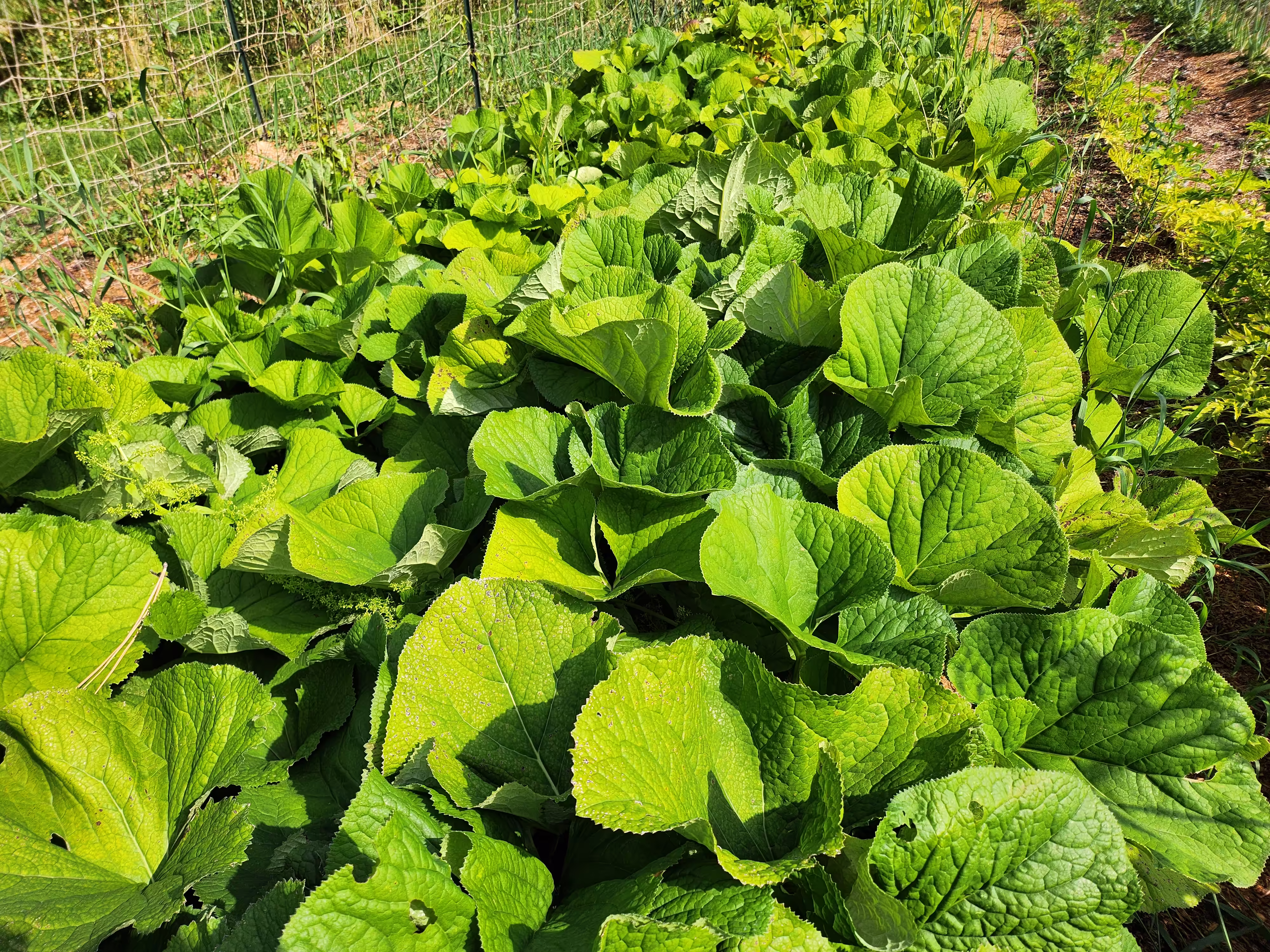 gom-che-root-and-seed-2