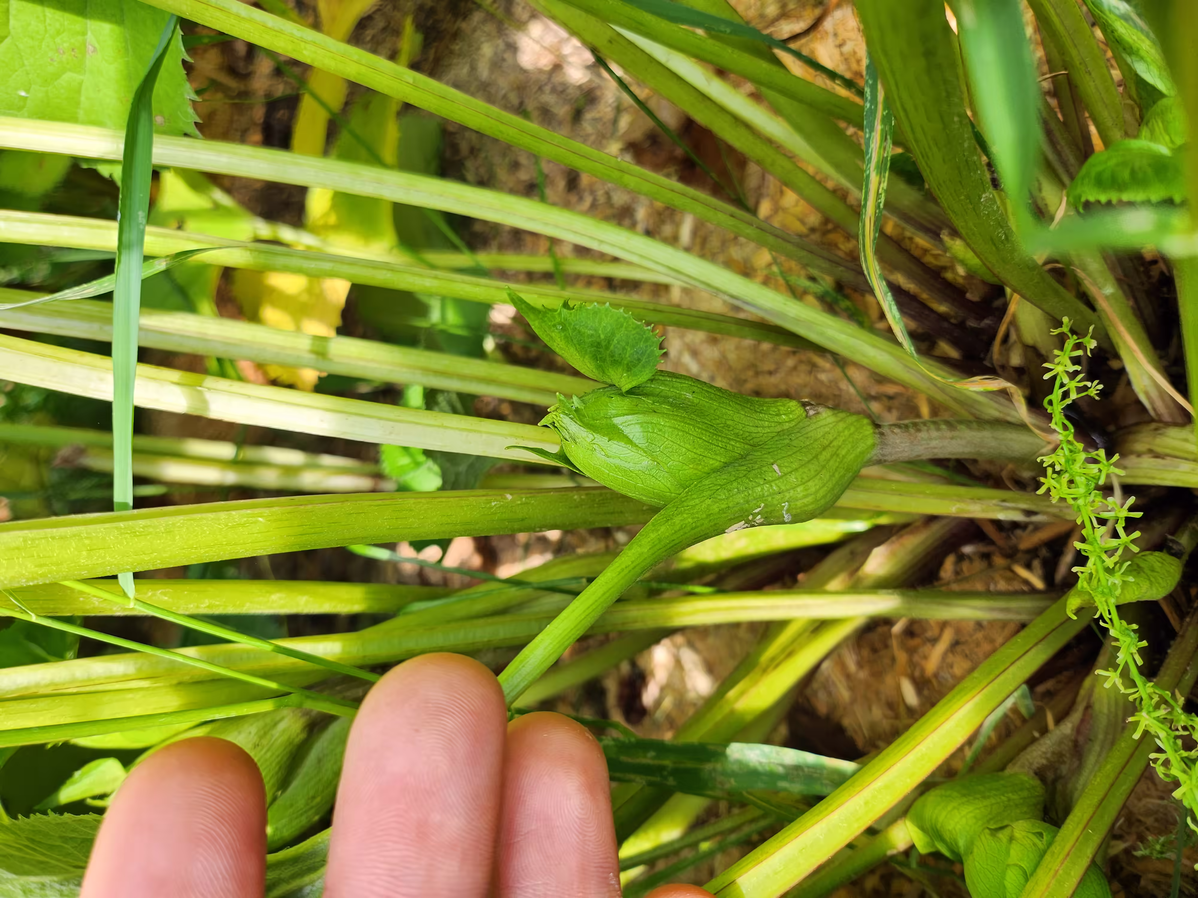 gom-che-root-and-seed-3