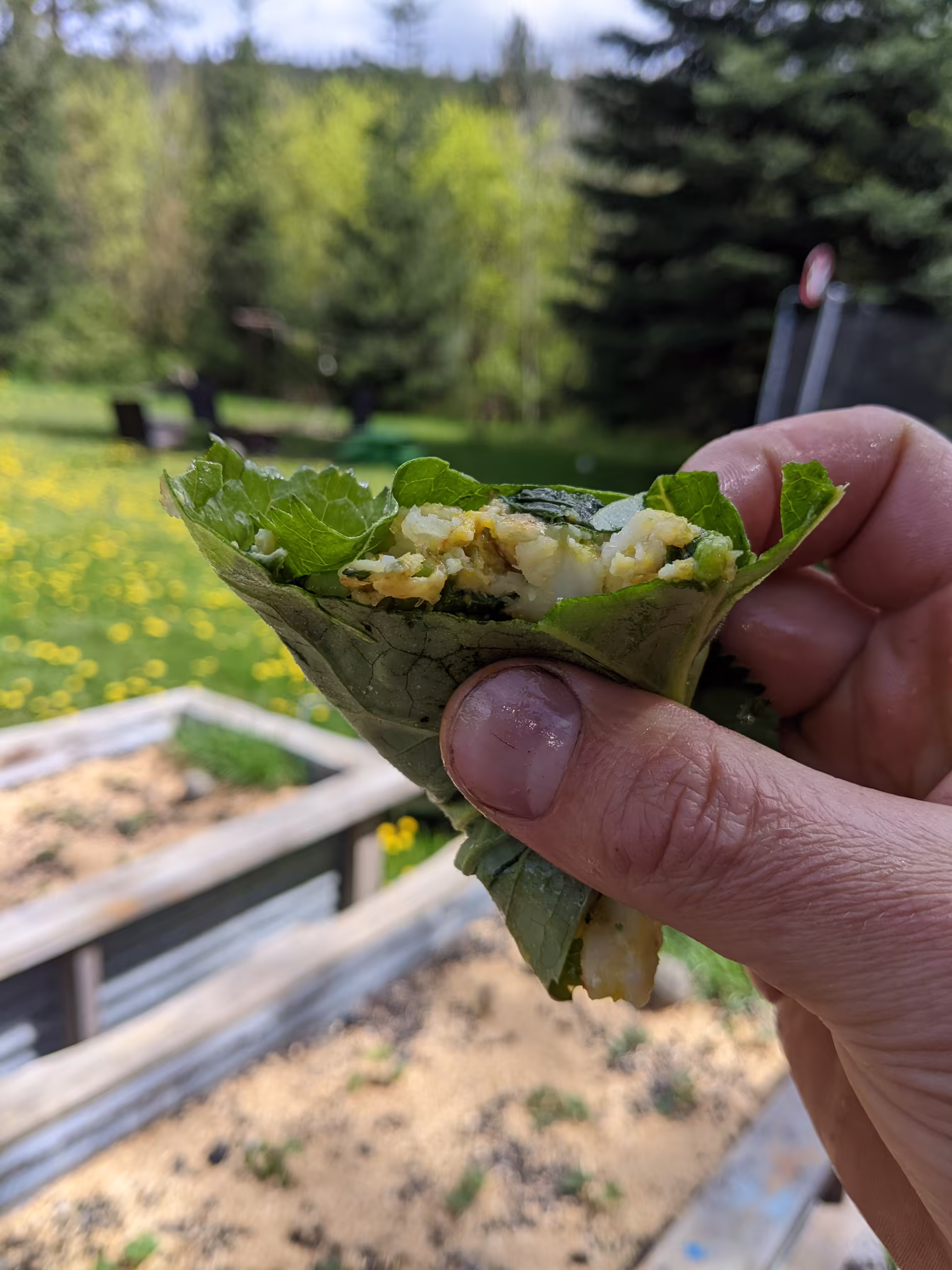 gom-che-root-and-seed-5