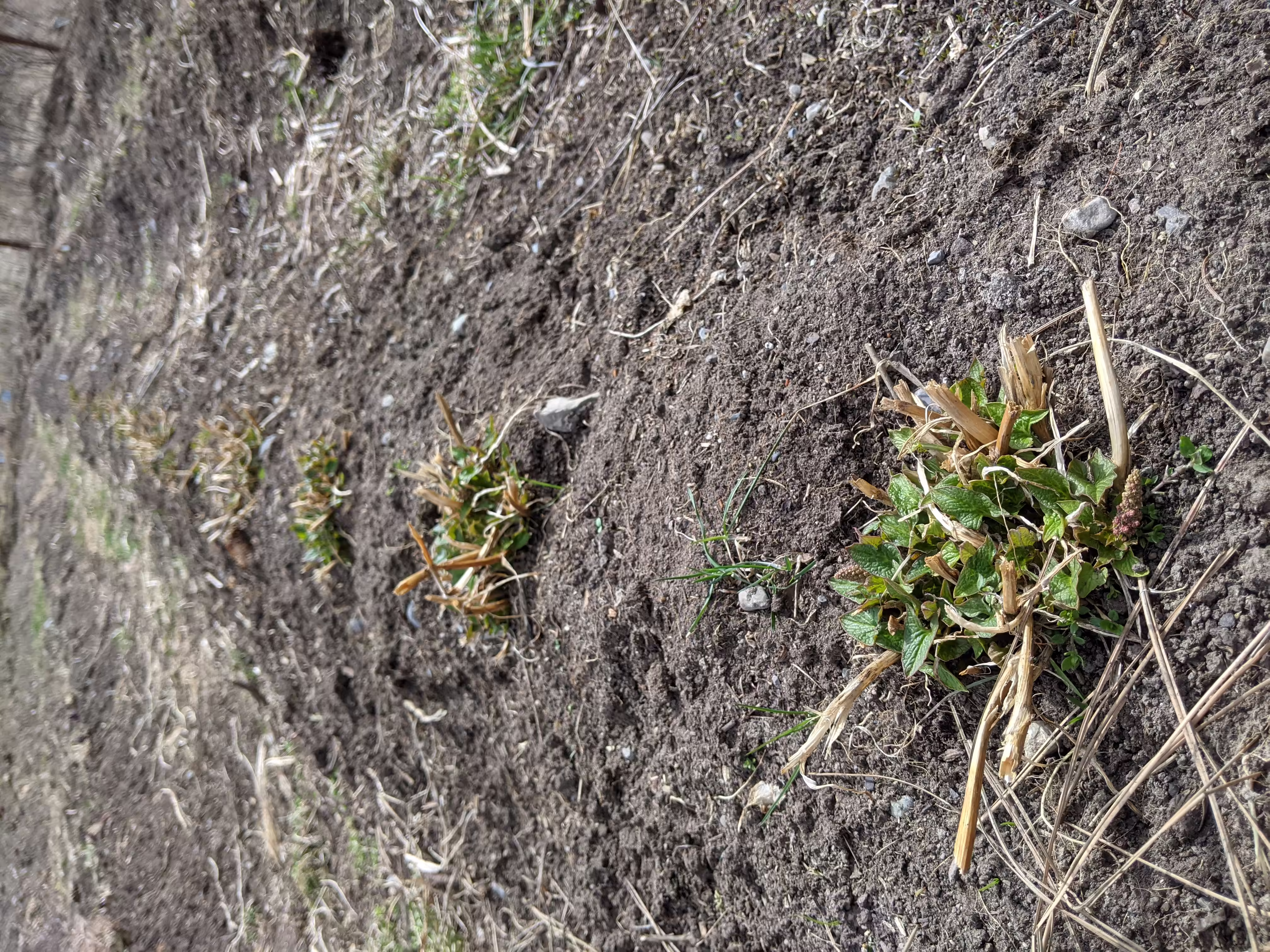 good-king-henry-root-and-seed-0