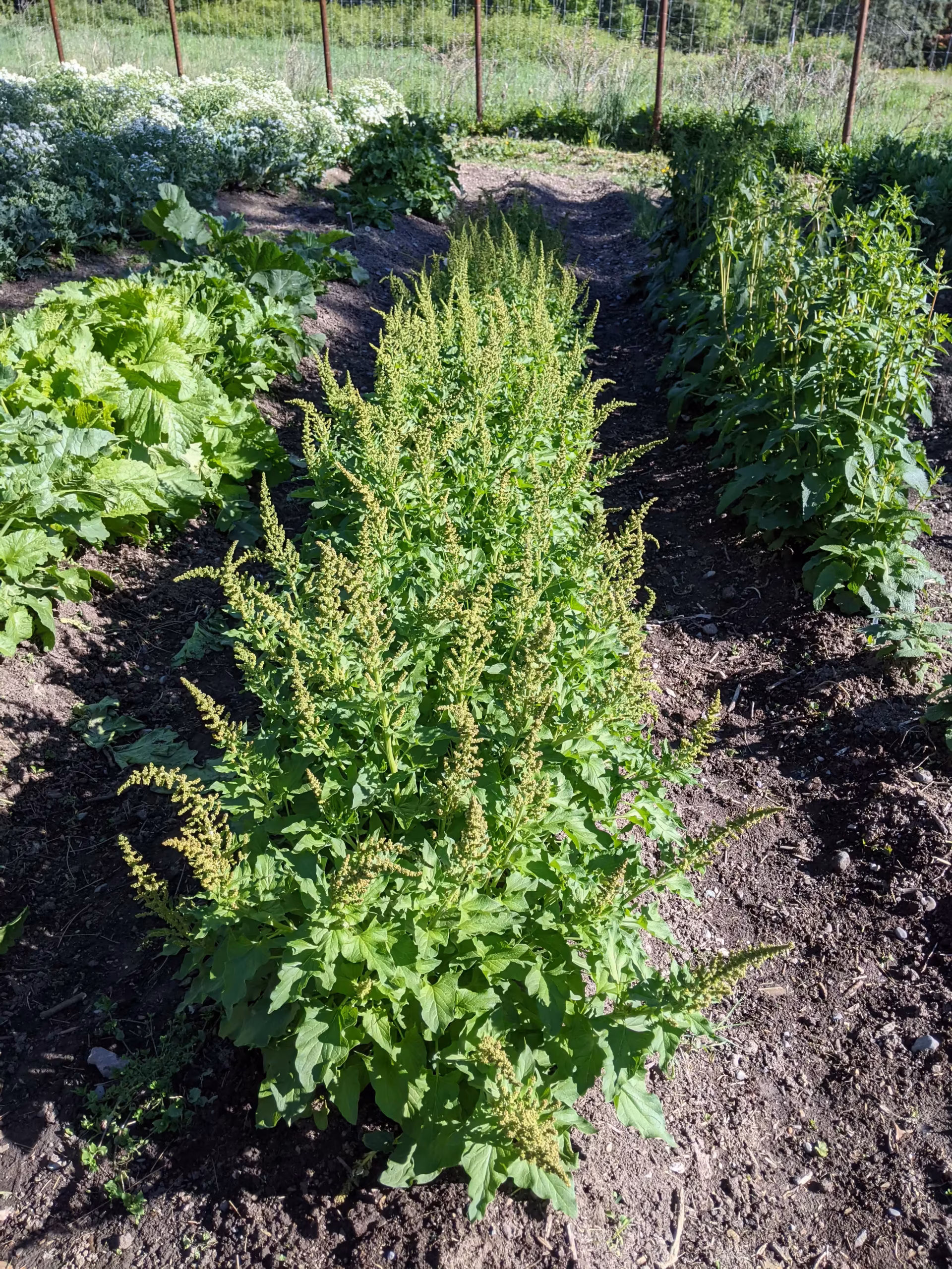 good-king-henry-root-and-seed-1