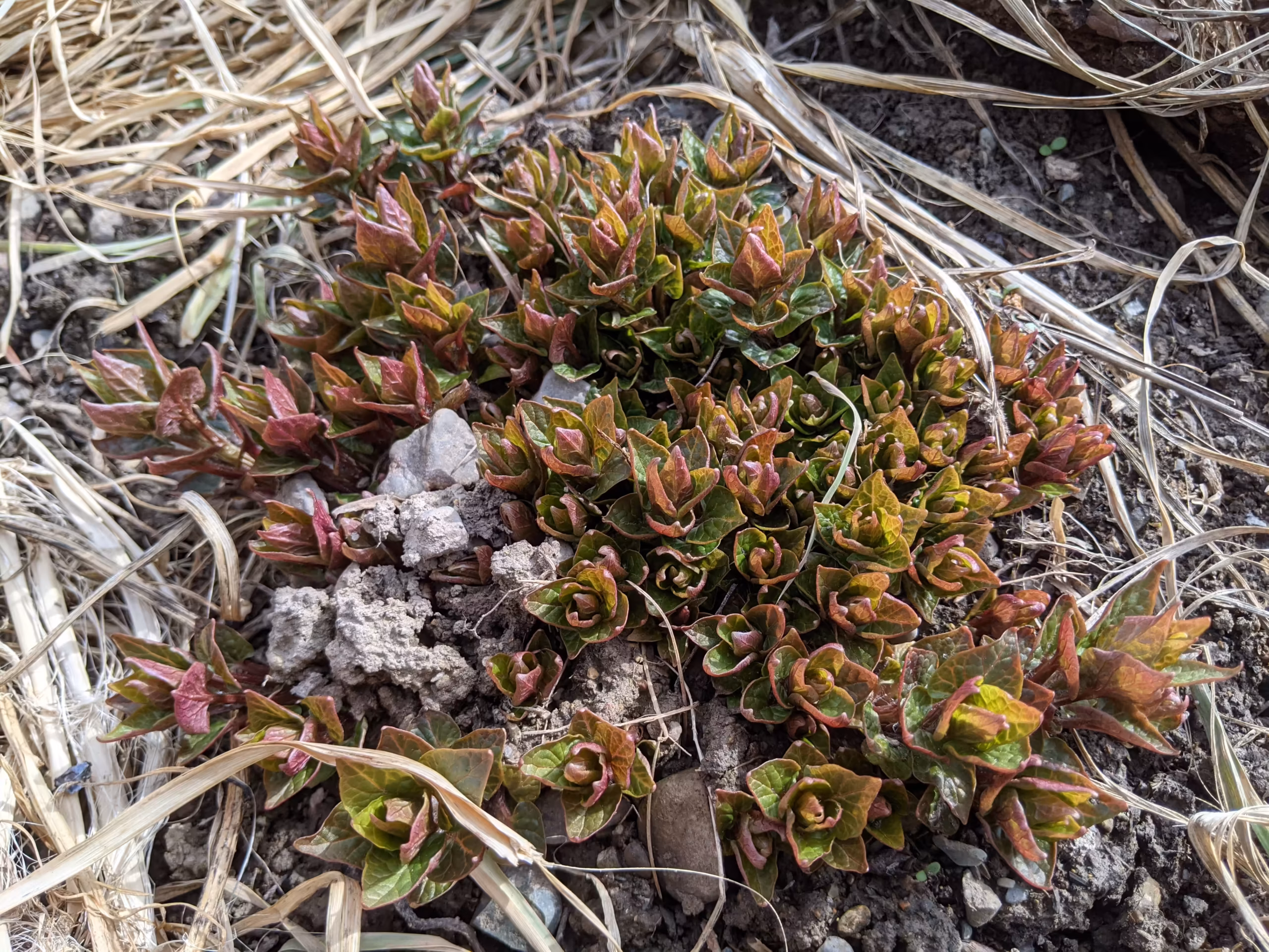 hablitzia-root-and-seed