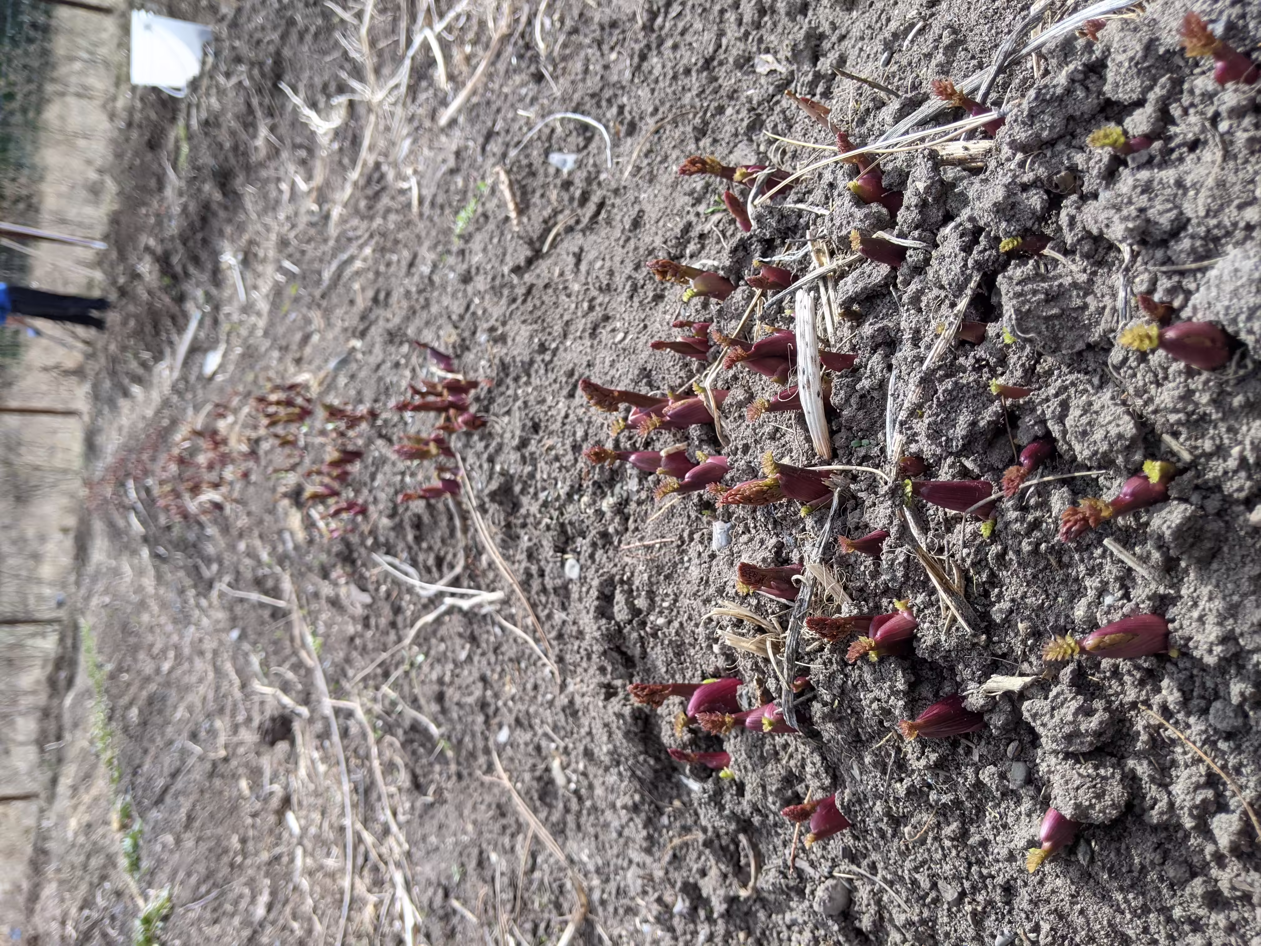 lovage-root-and-seed-0