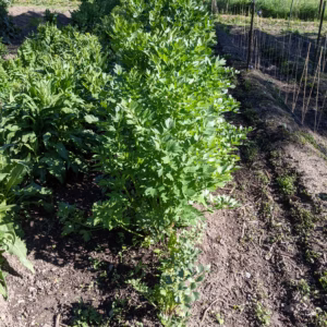 Lovage