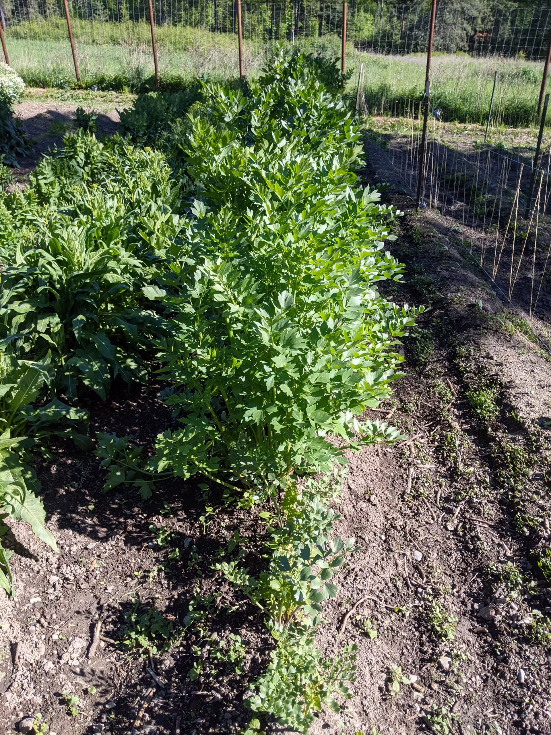lovage-root-and-seed-1