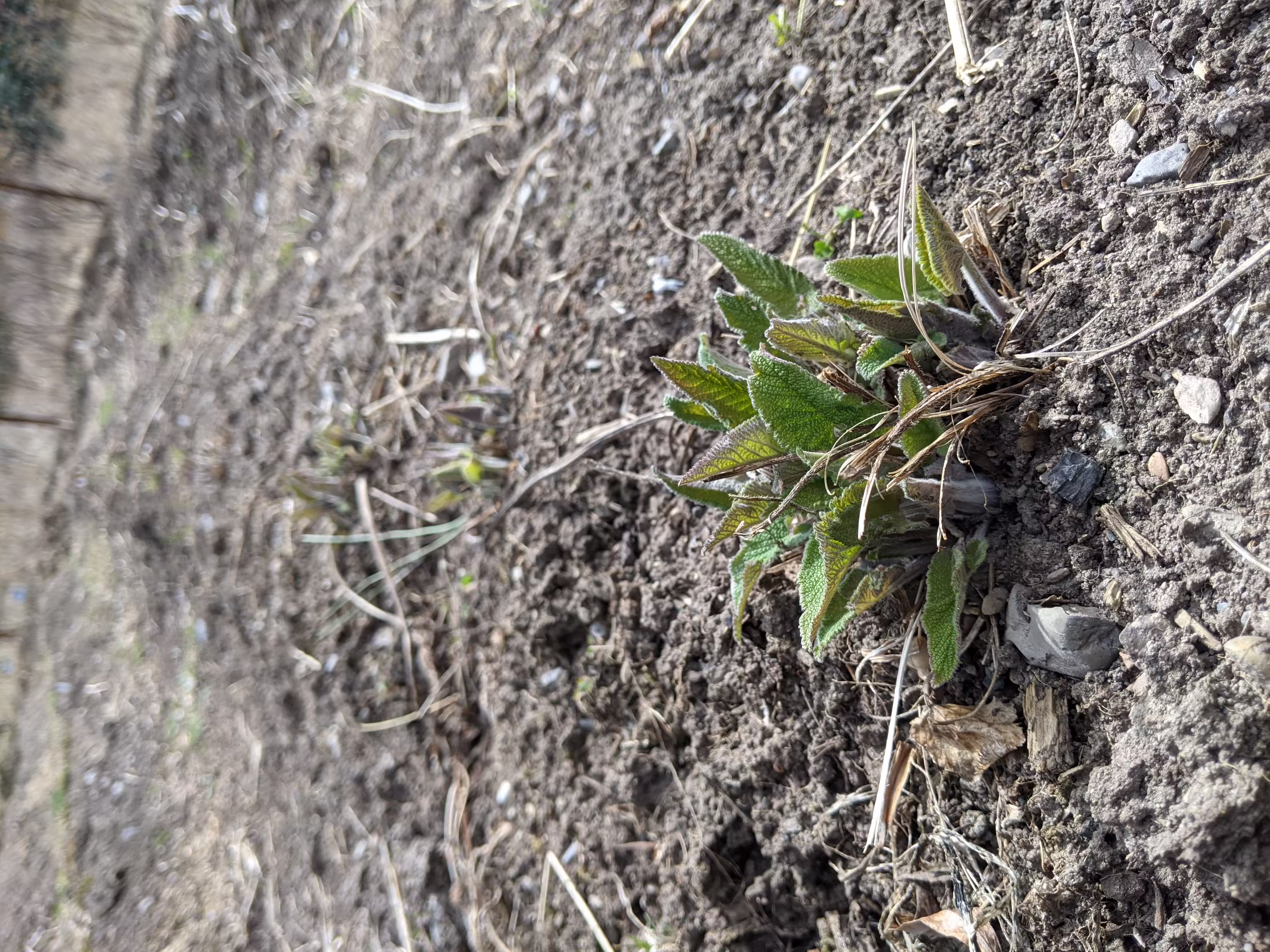phlomis-root-and-seed-1