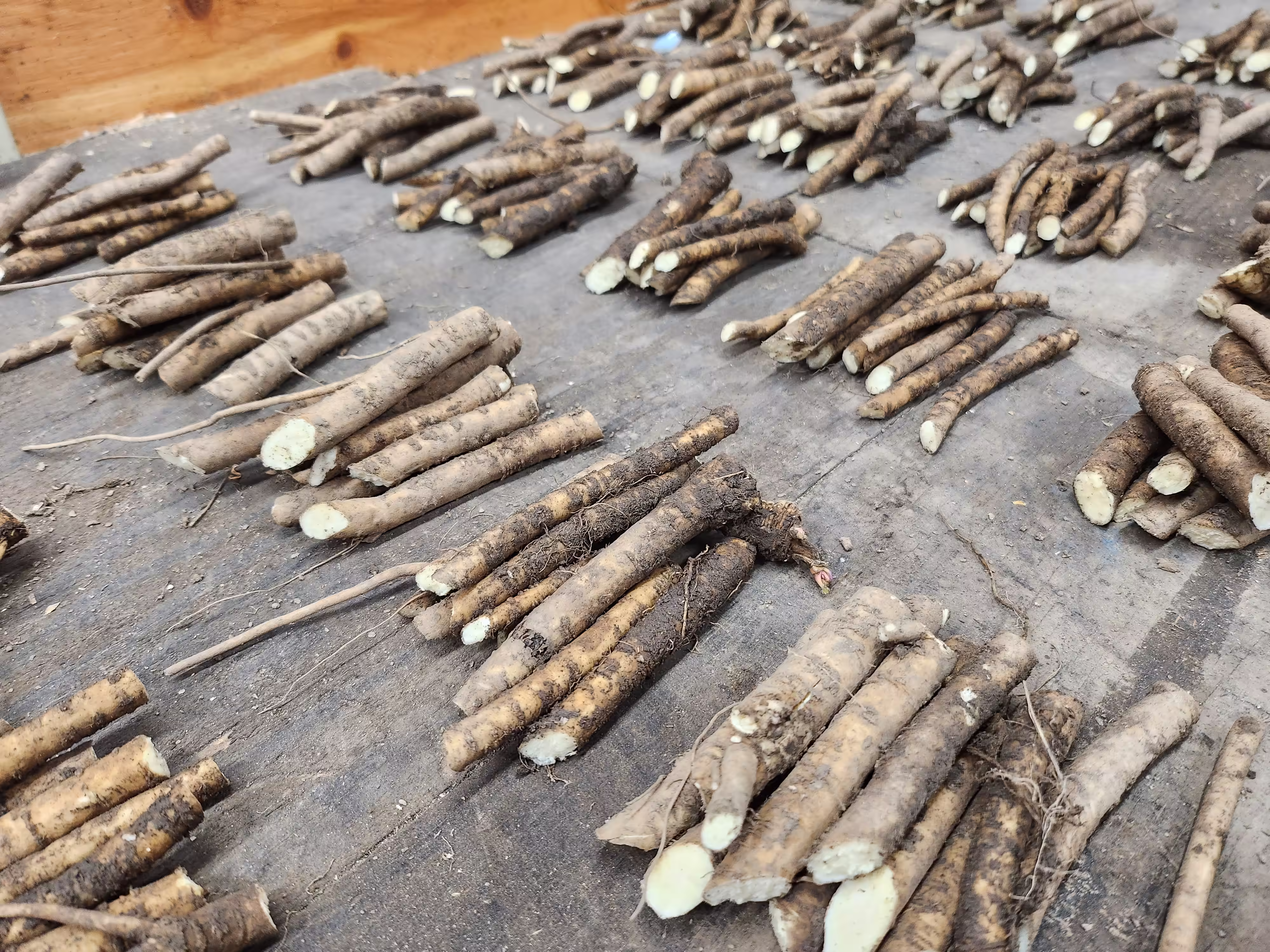 sea-kale-root-and-seed-0