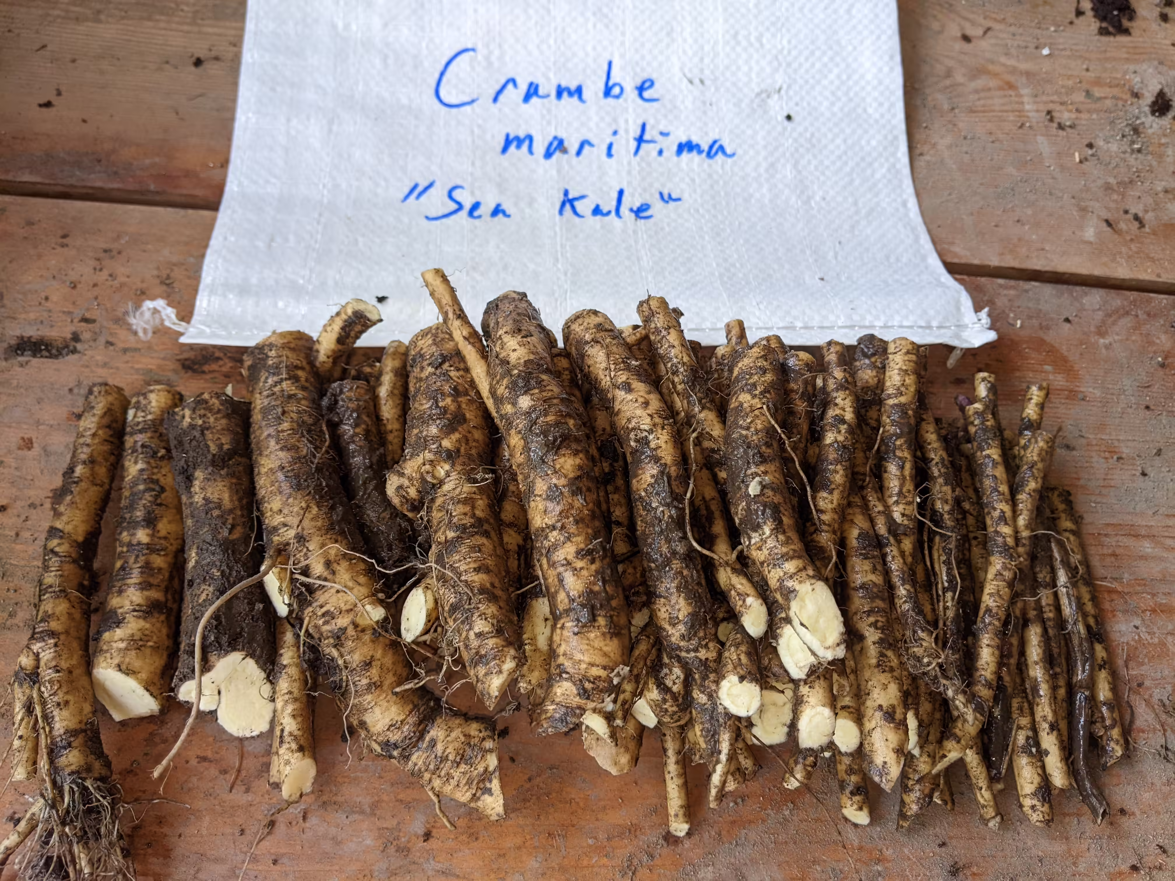 sea-kale-root-and-seed-10