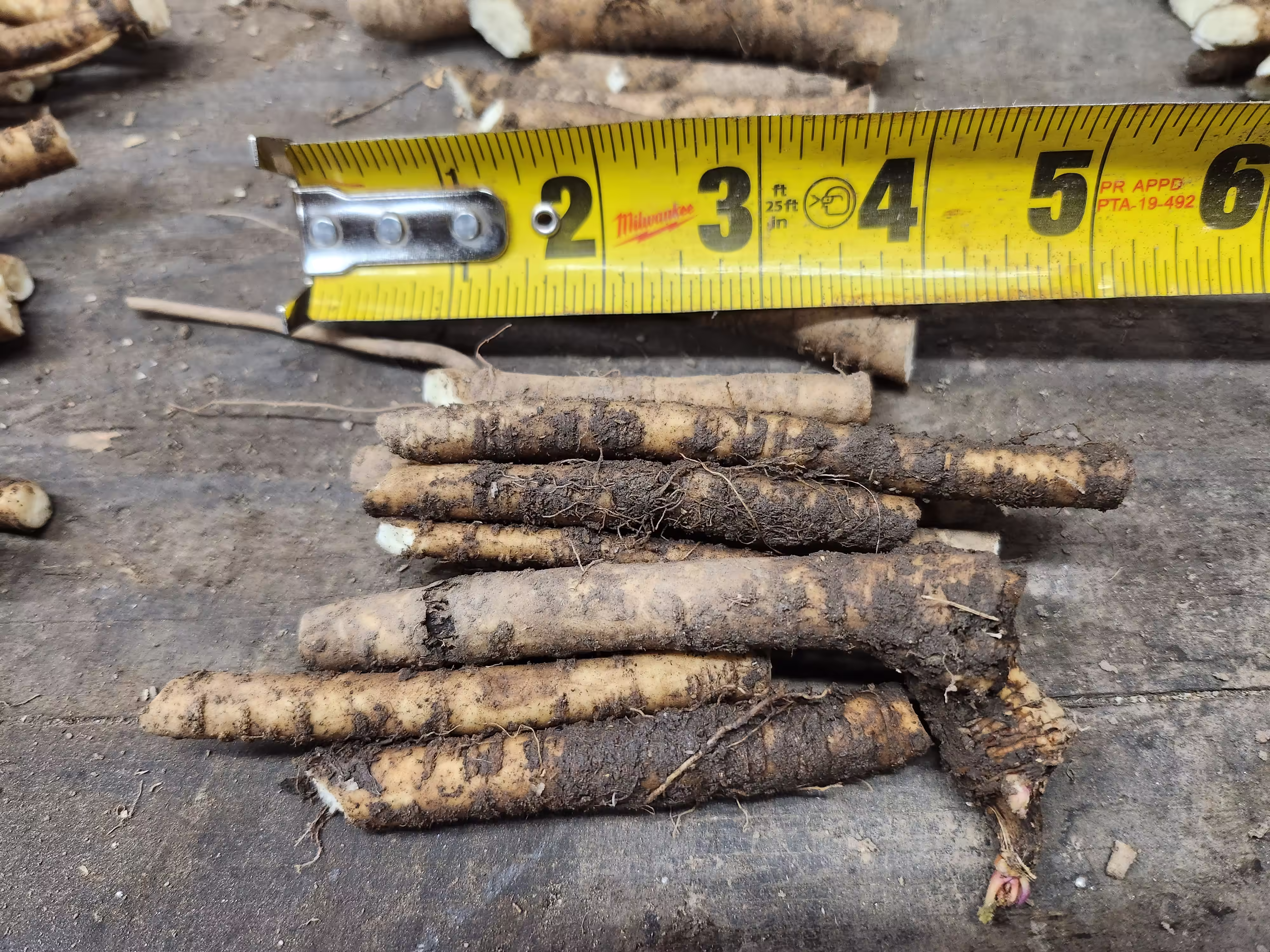 sea-kale-root-and-seed-2