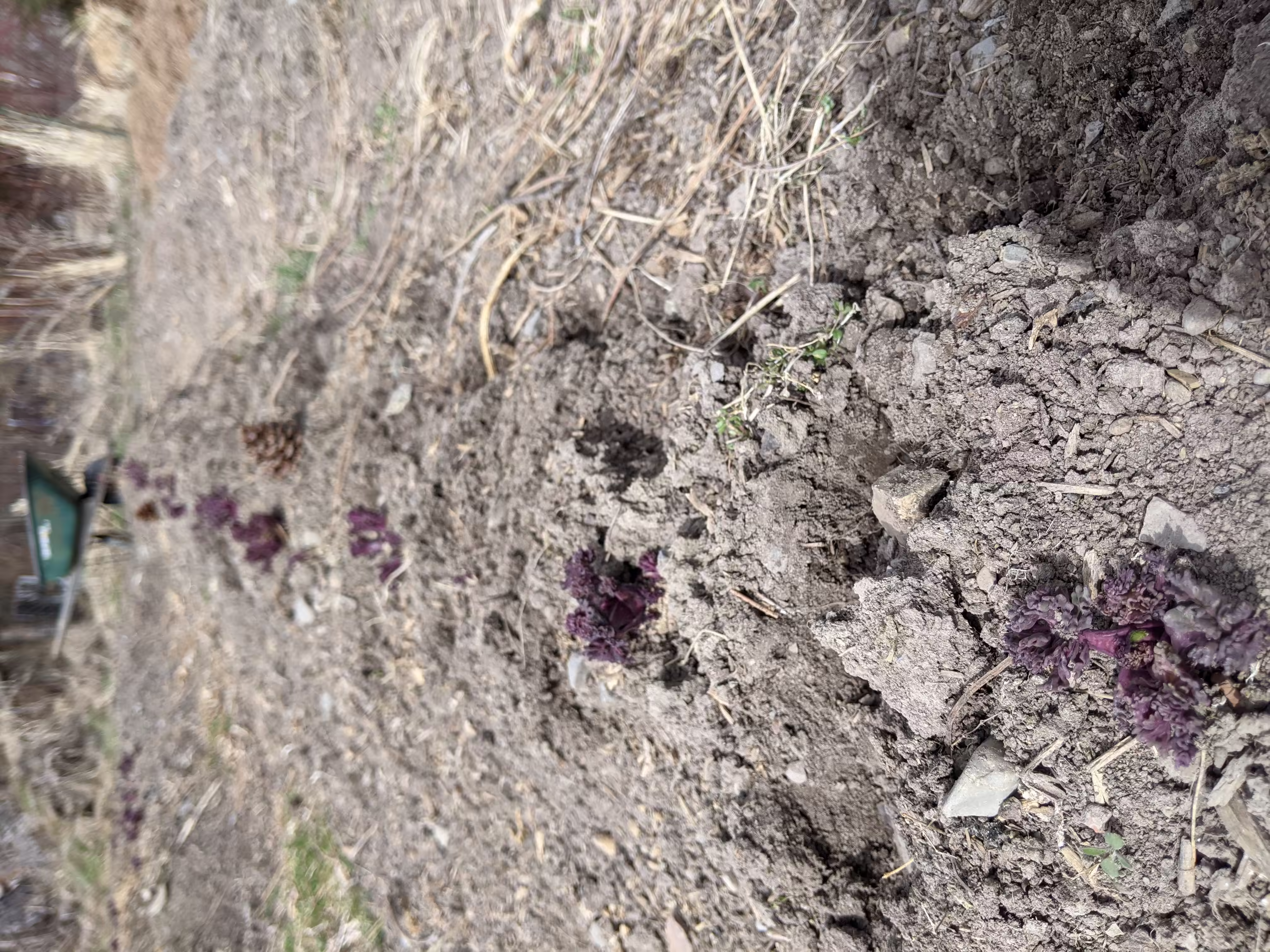 sea-kale-root-and-seed-4
