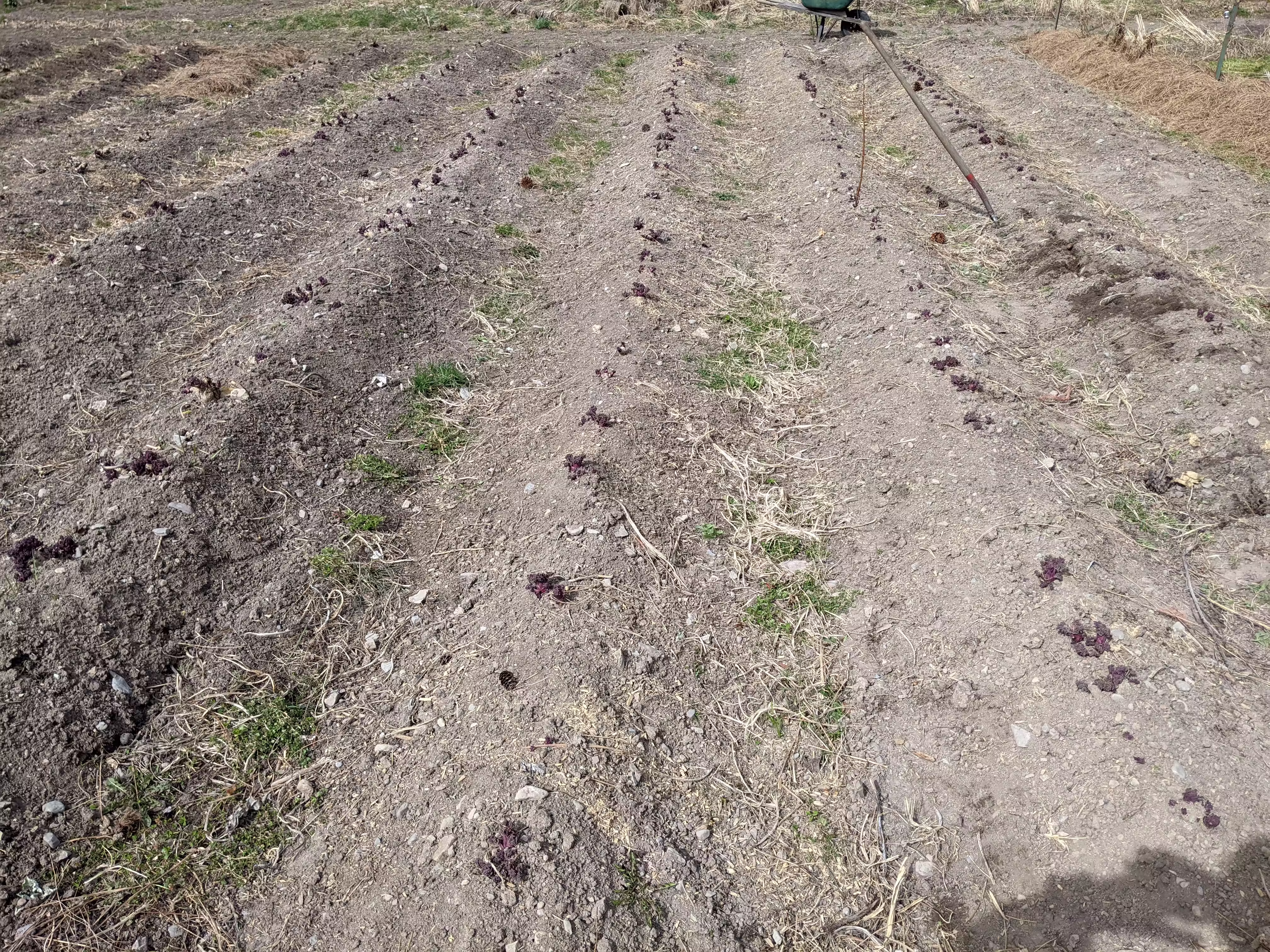 sea-kale-root-and-seed-5
