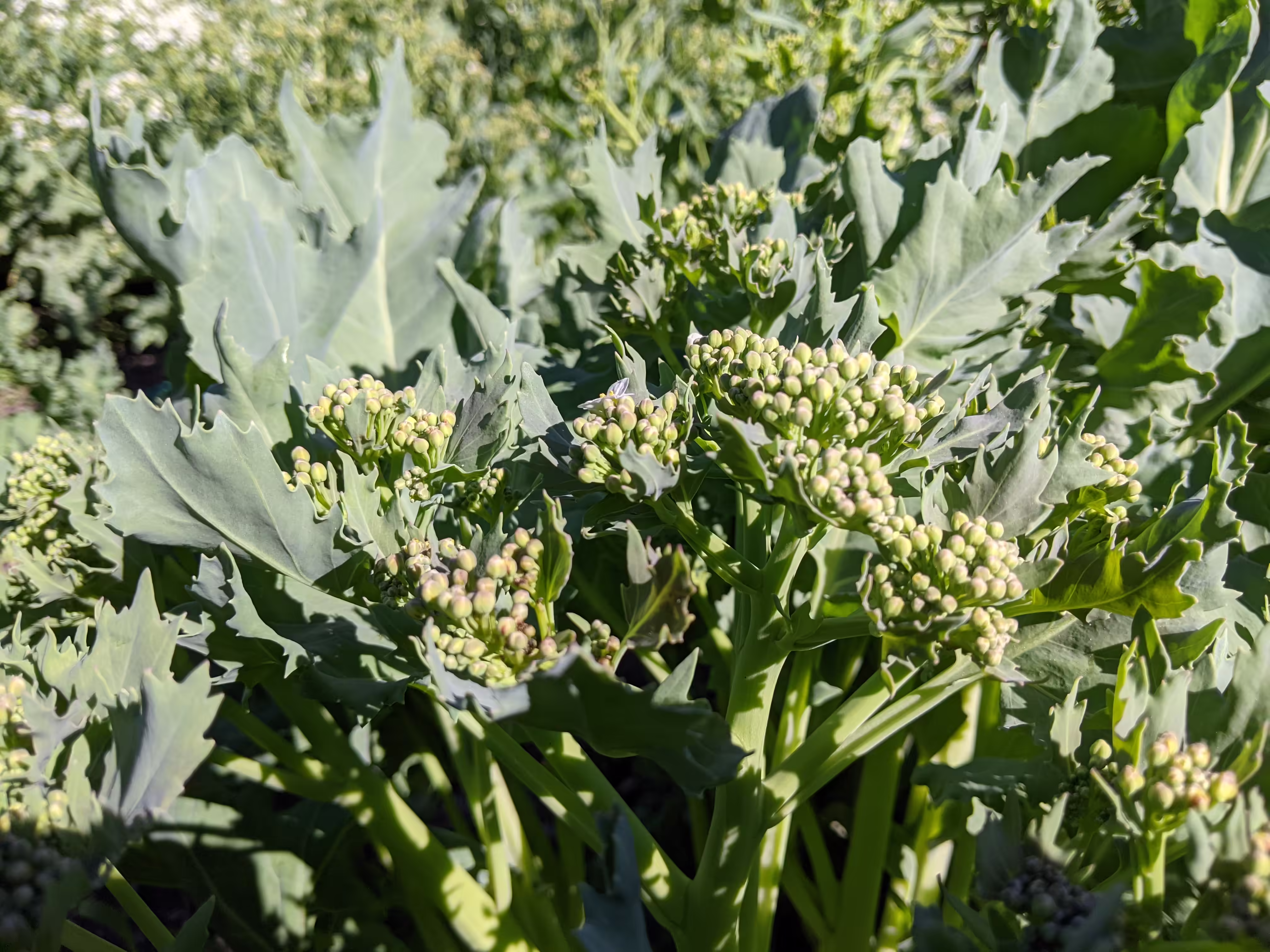 sea-kale-root-and-seed-7