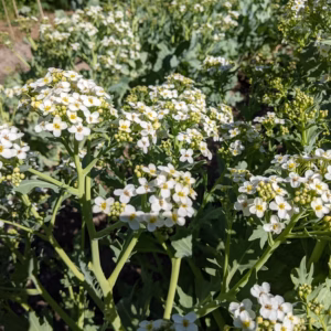 Sea Kale
