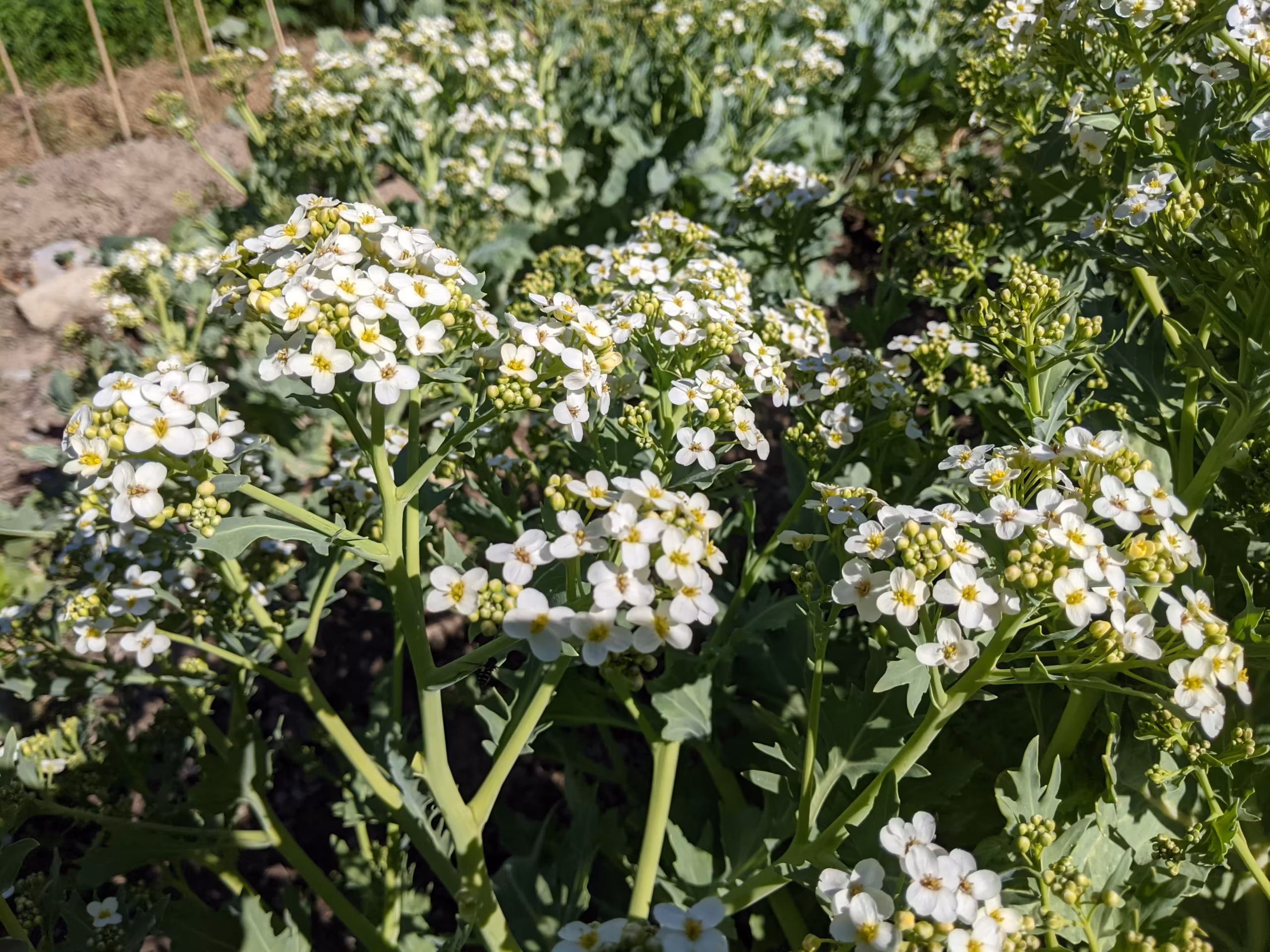 sea-kale-root-and-seed-8