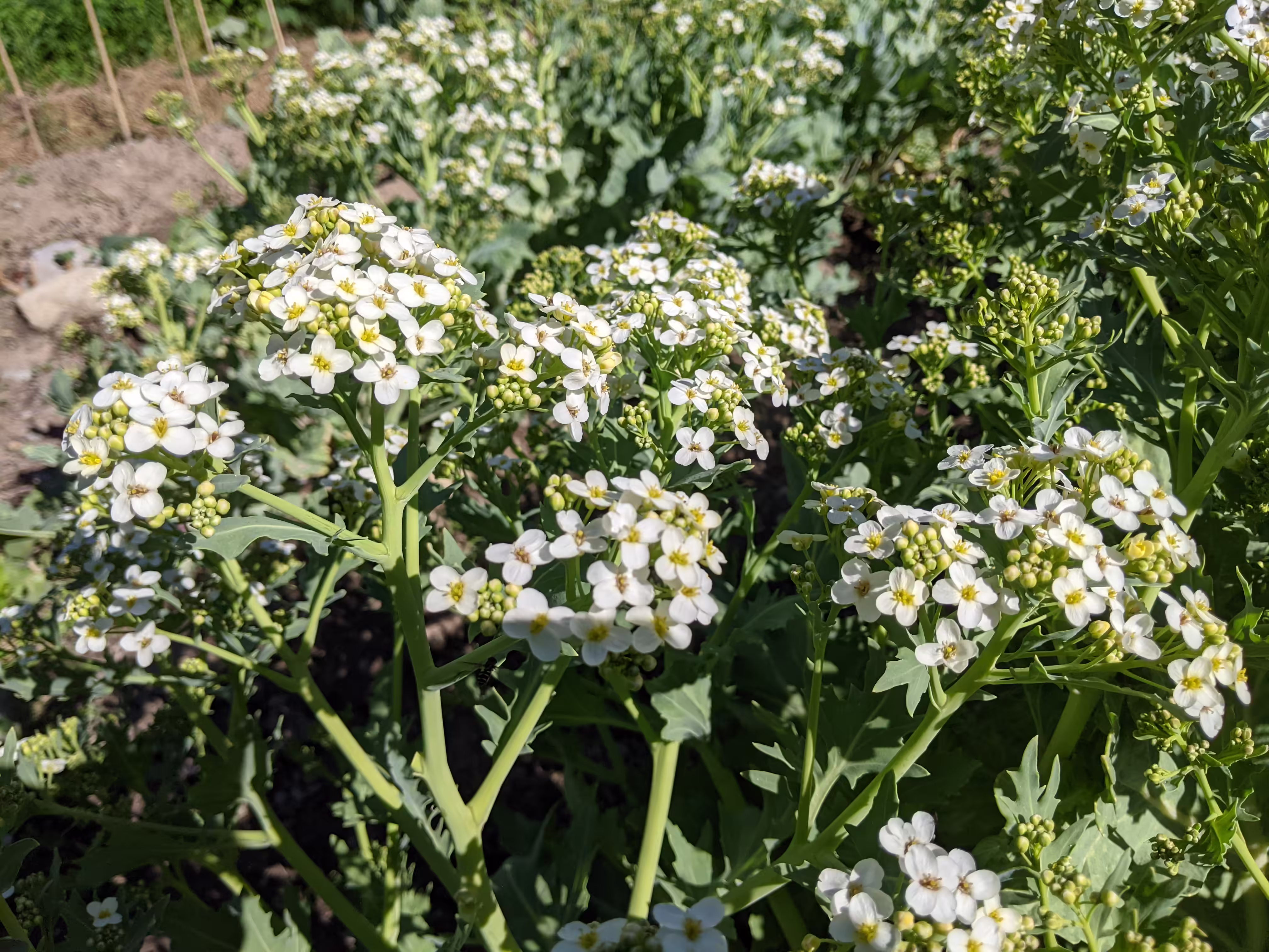 Sea Kale