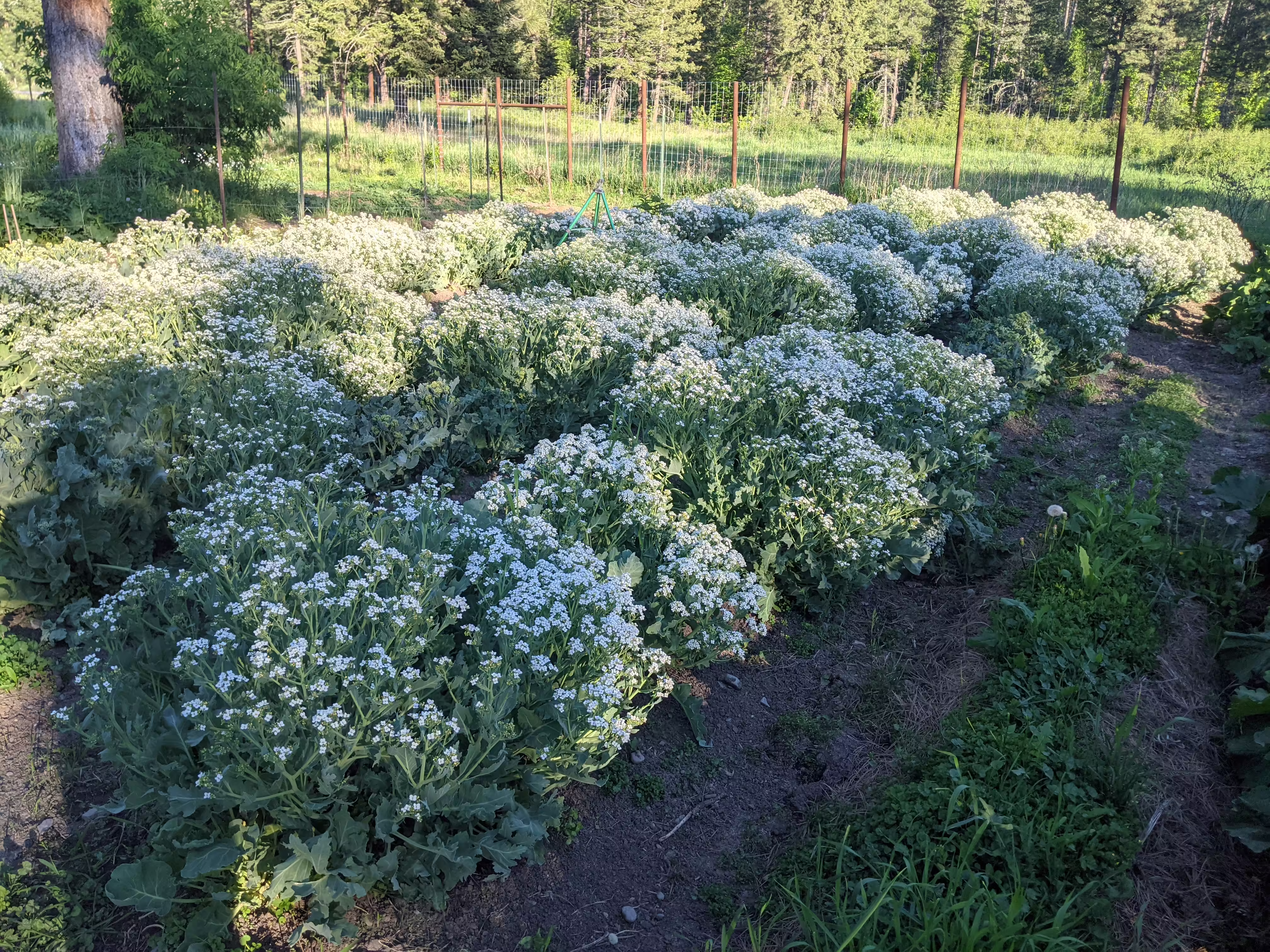 sea-kale-root-and-seed-9