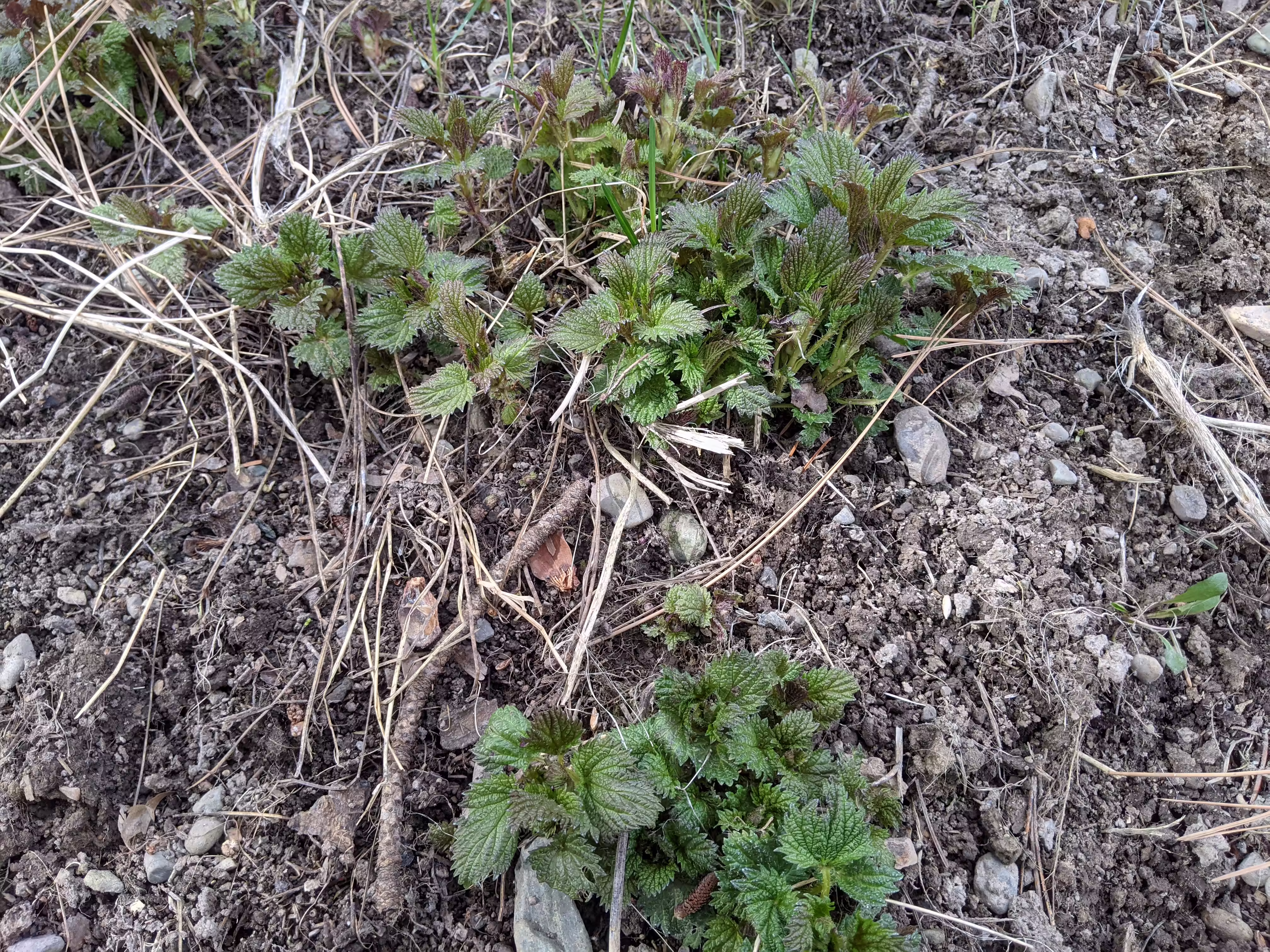 semi-stingless-nettle-root-and-seed-0
