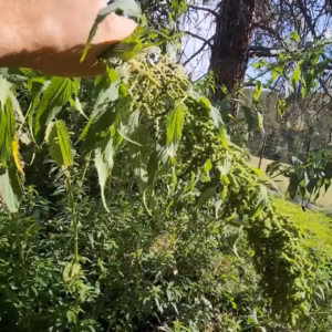 Semi-Stingless Nettle