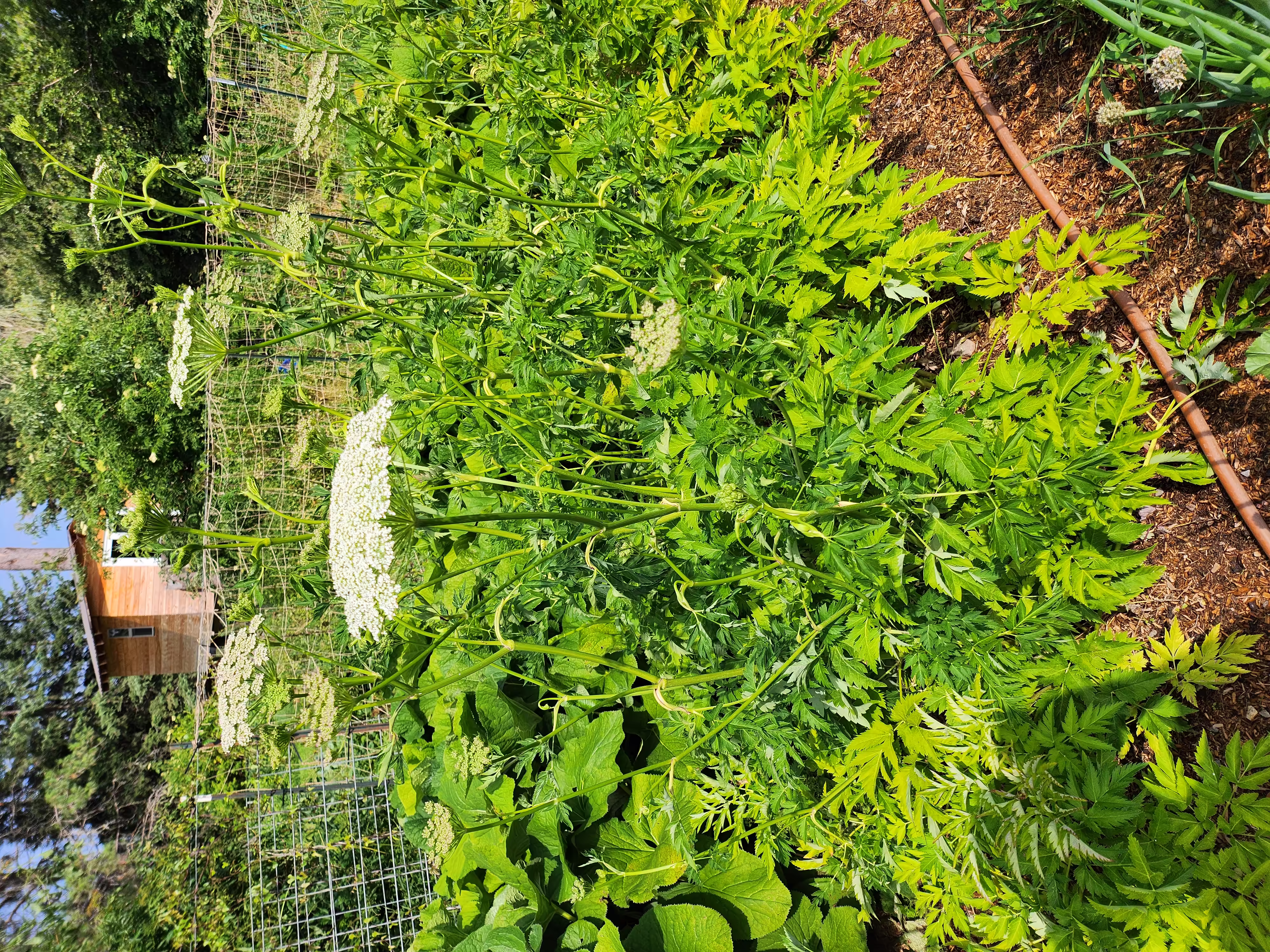 seombadi-root-and-seed-2