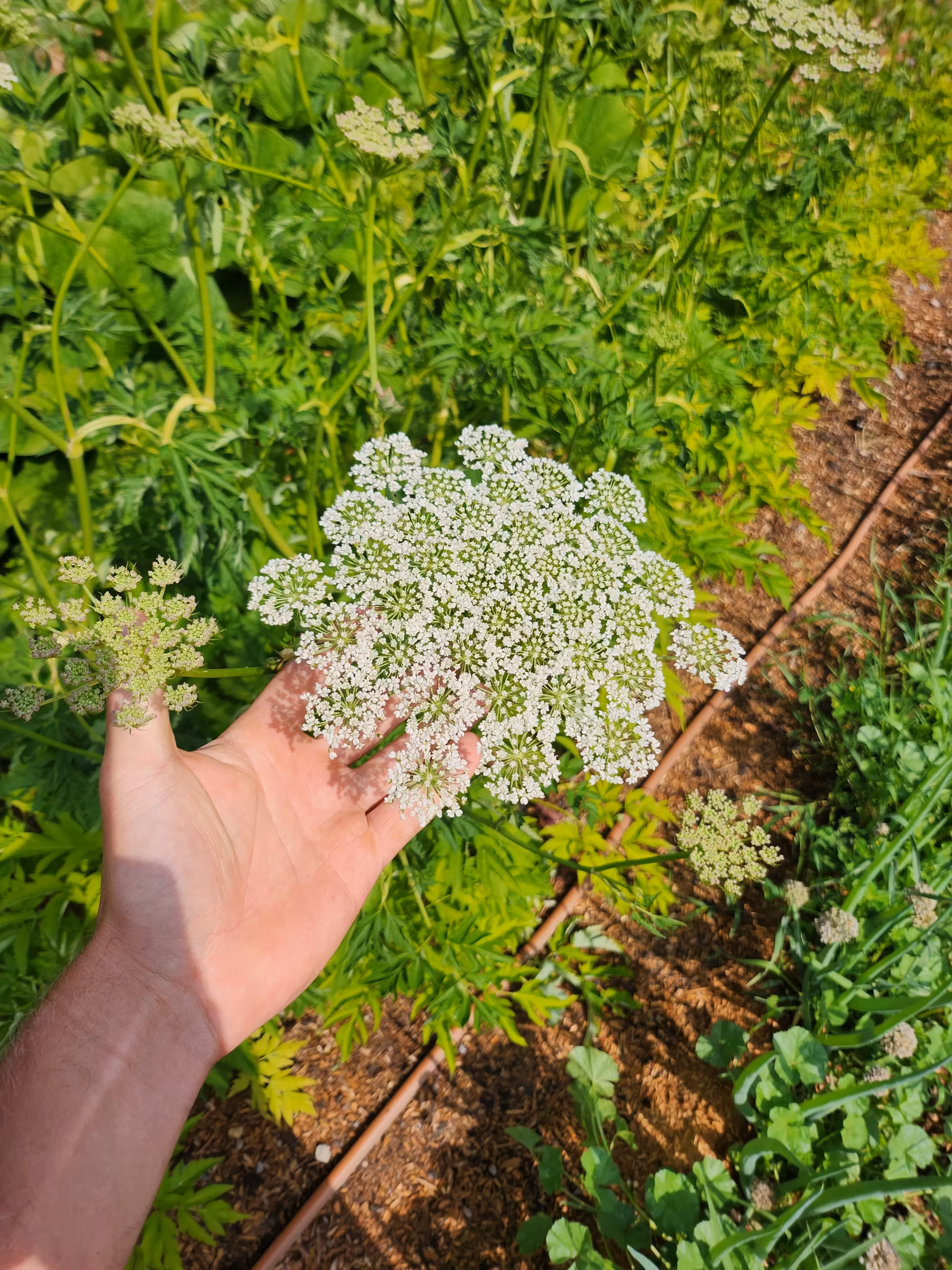 seombadi-root-and-seed-3