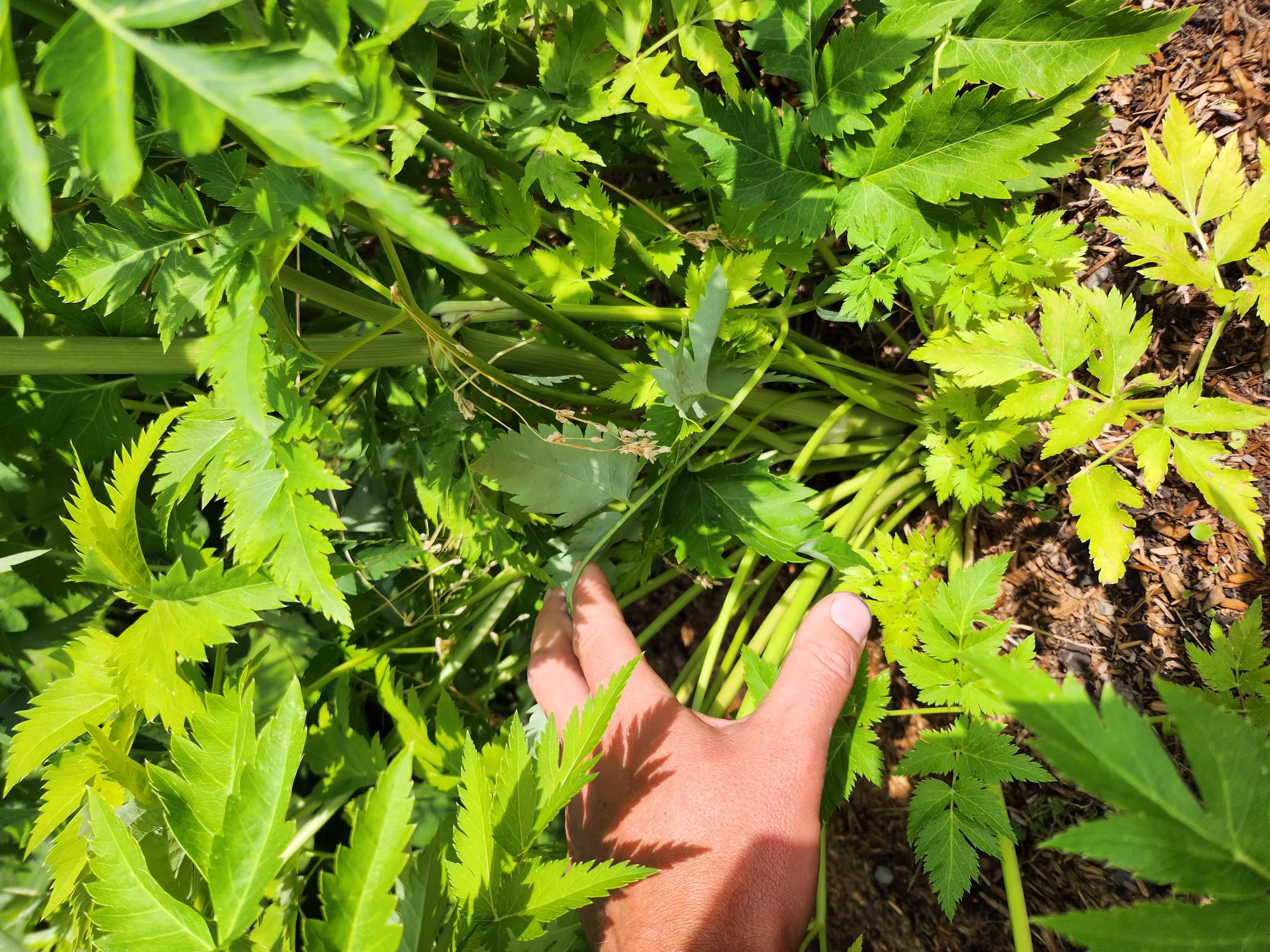 seombadi-root-and-seed-4