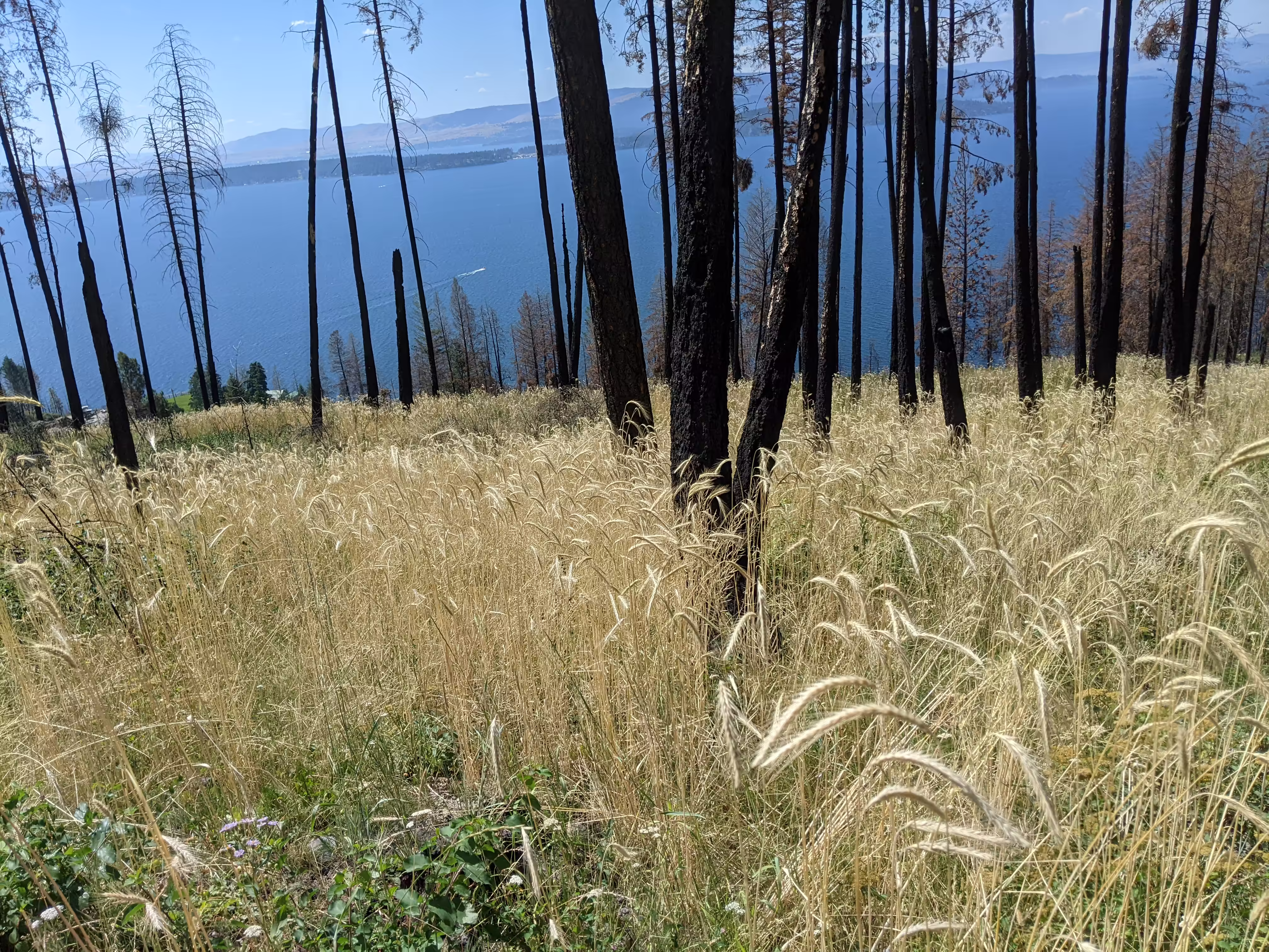 sepp-holzer-rye-root-and-seed-1