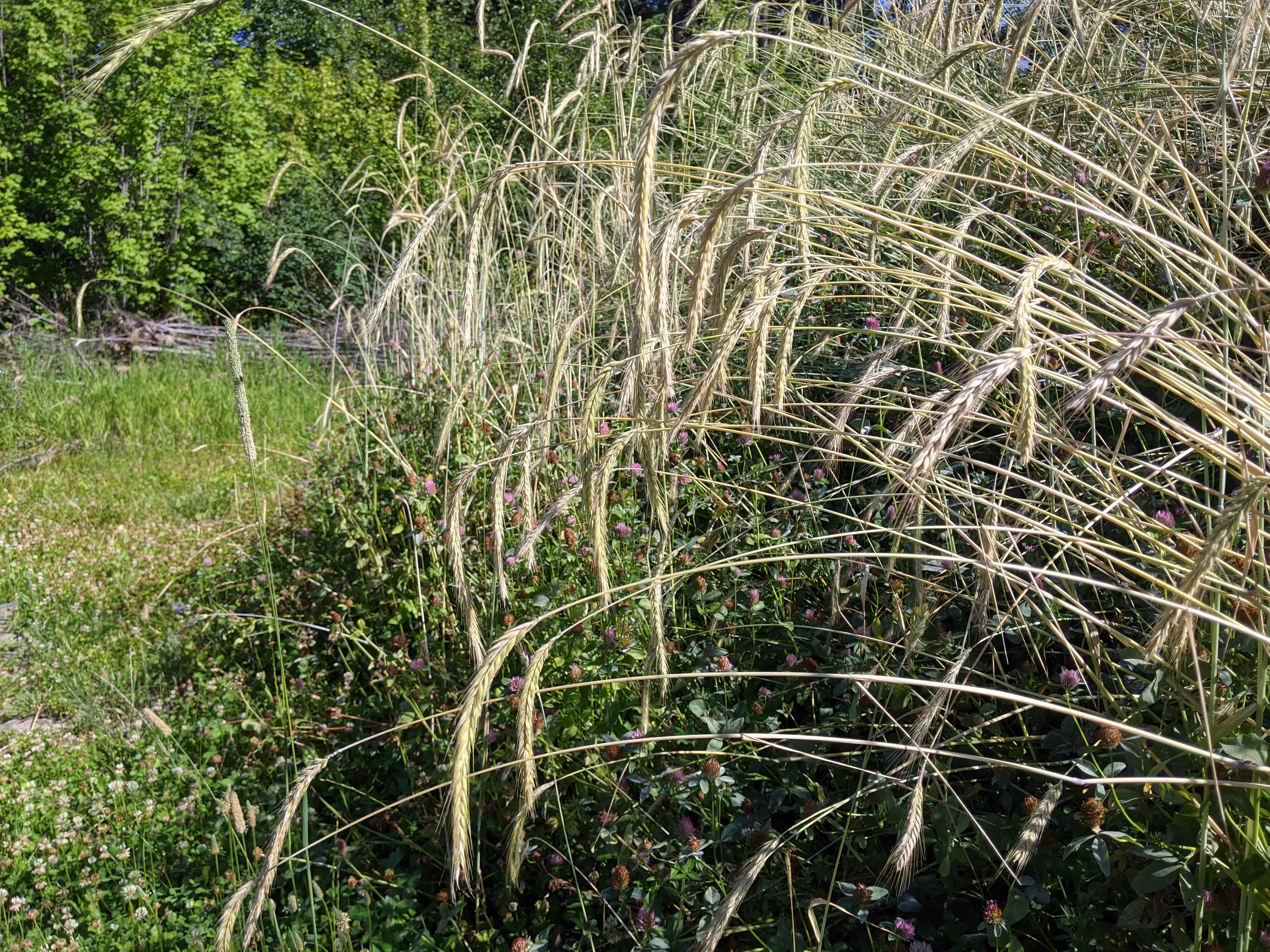 sepp-holzer-rye-root-and-seed-3