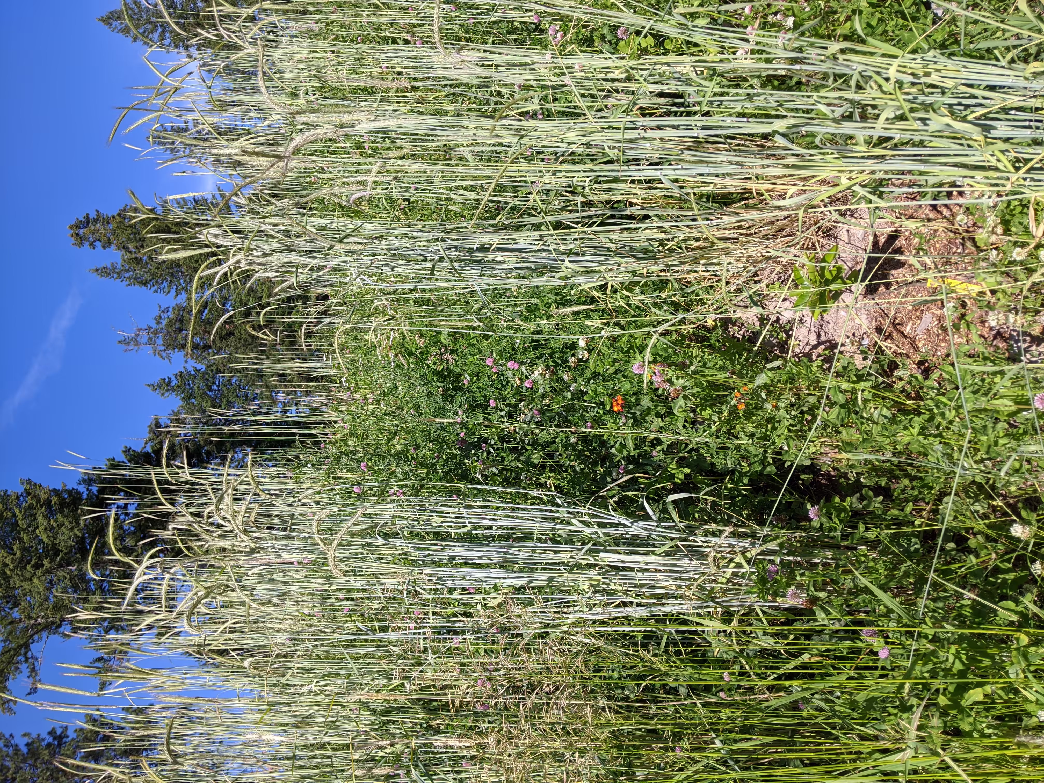 sepp-holzer-rye-root-and-seed-4