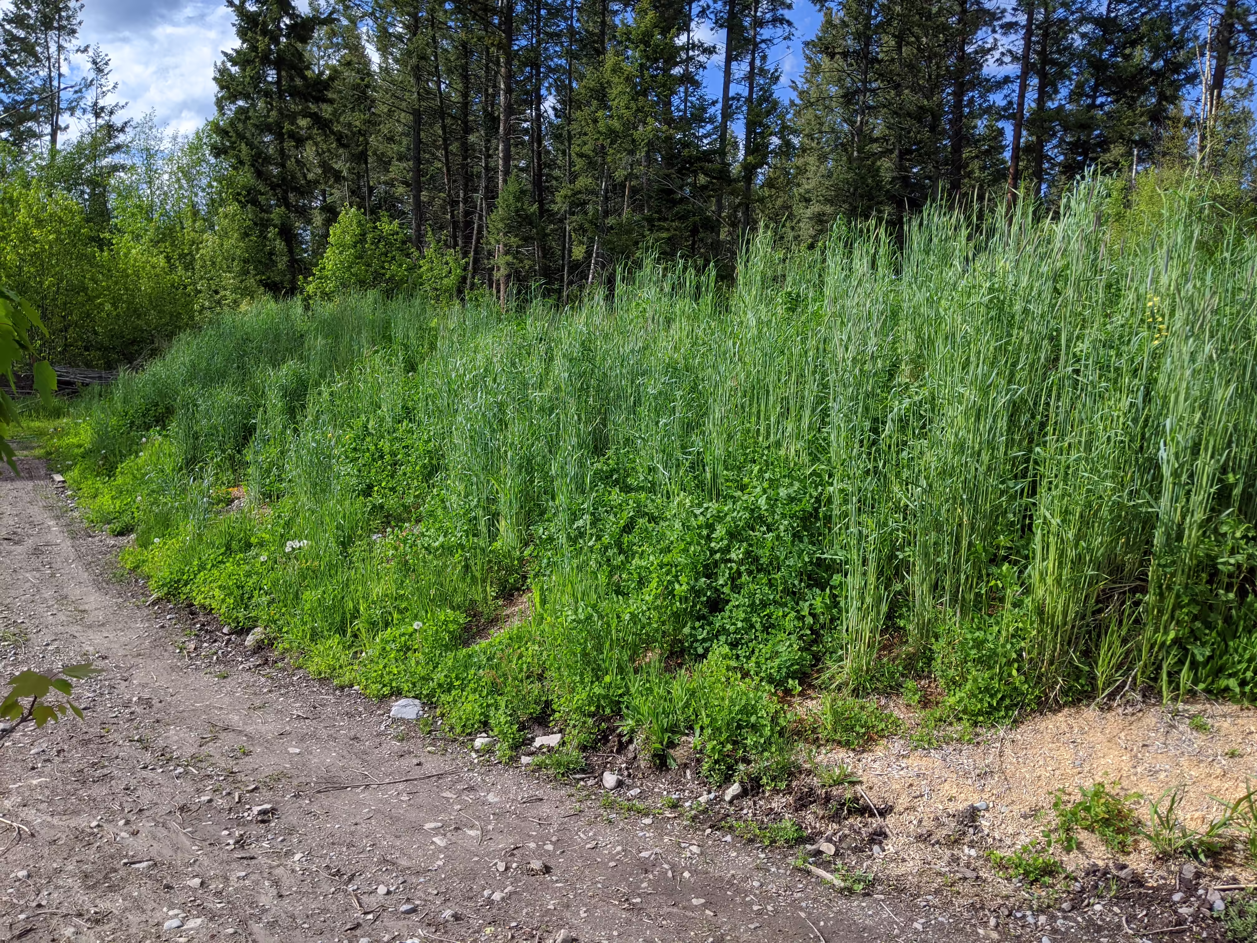 sepp-holzer-rye-root-and-seed-5