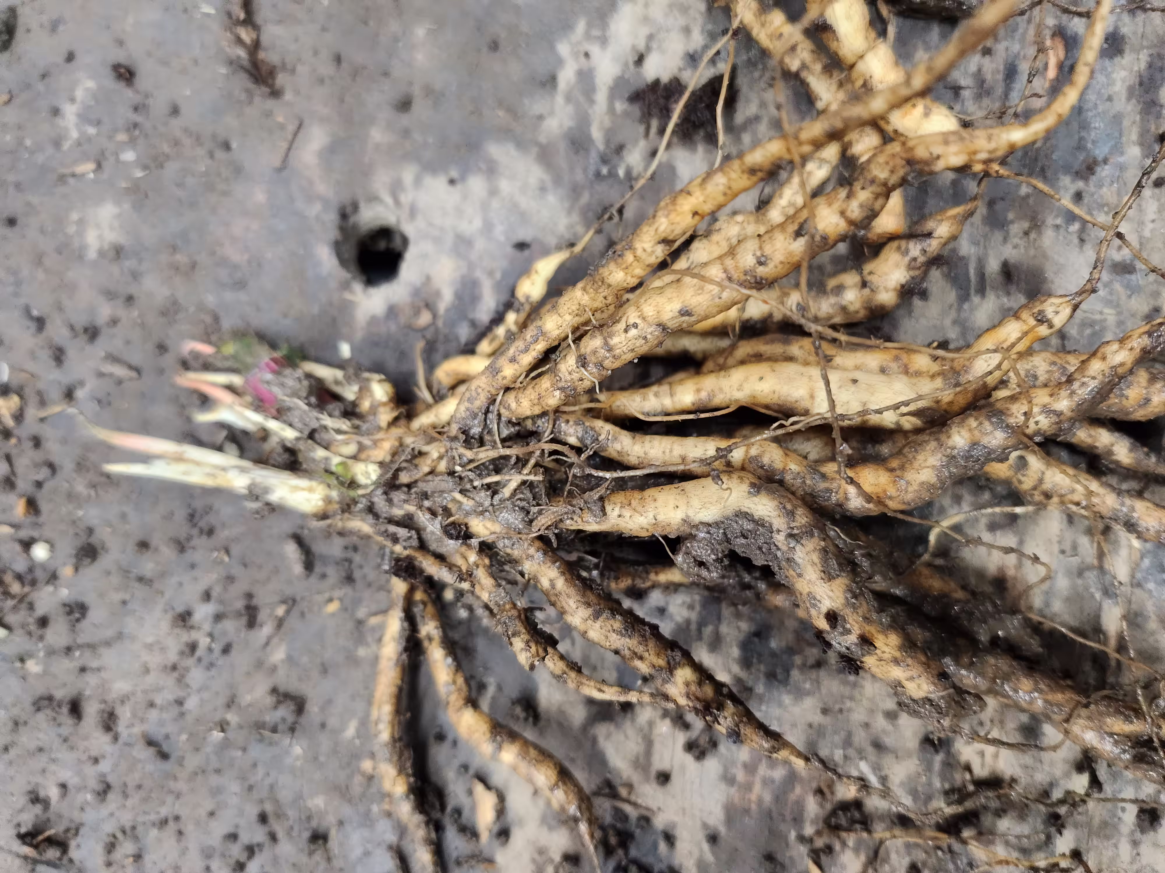 skirret-root-and-seed-0