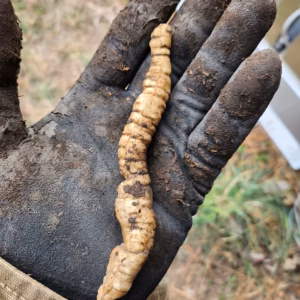 Skirret