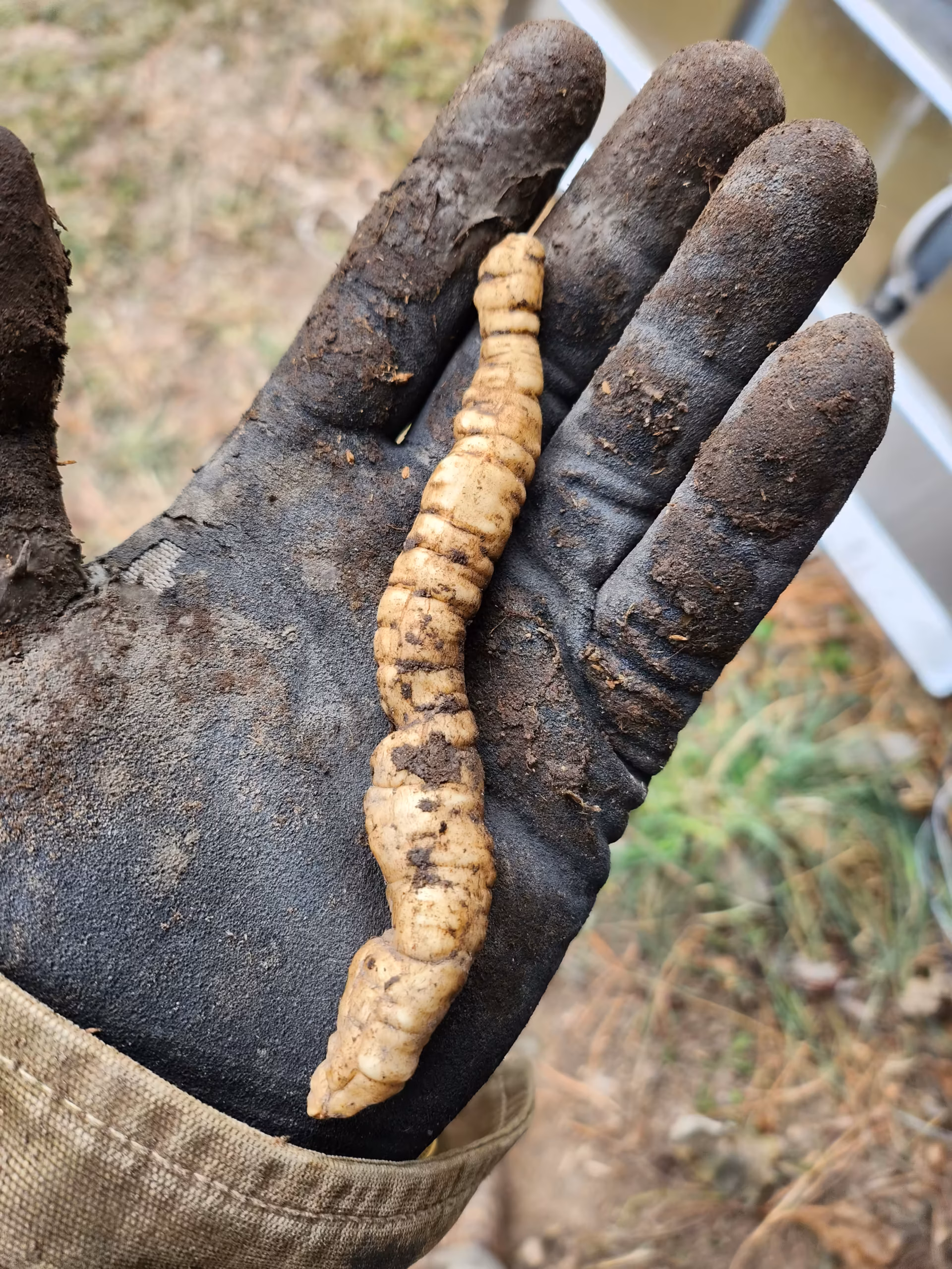skirret-root-and-seed-1
