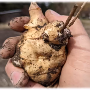 Sunchoke
